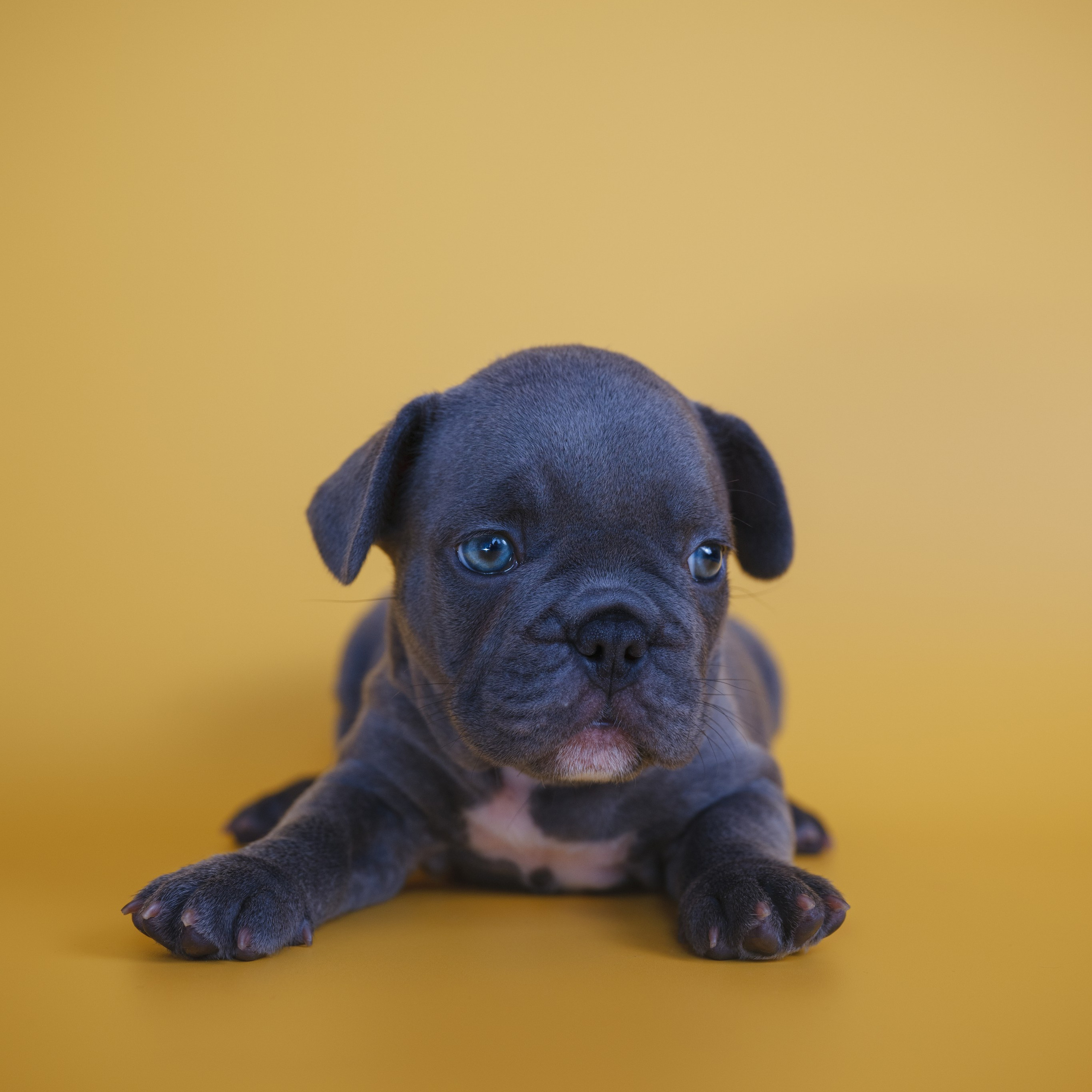 Французский бульдог