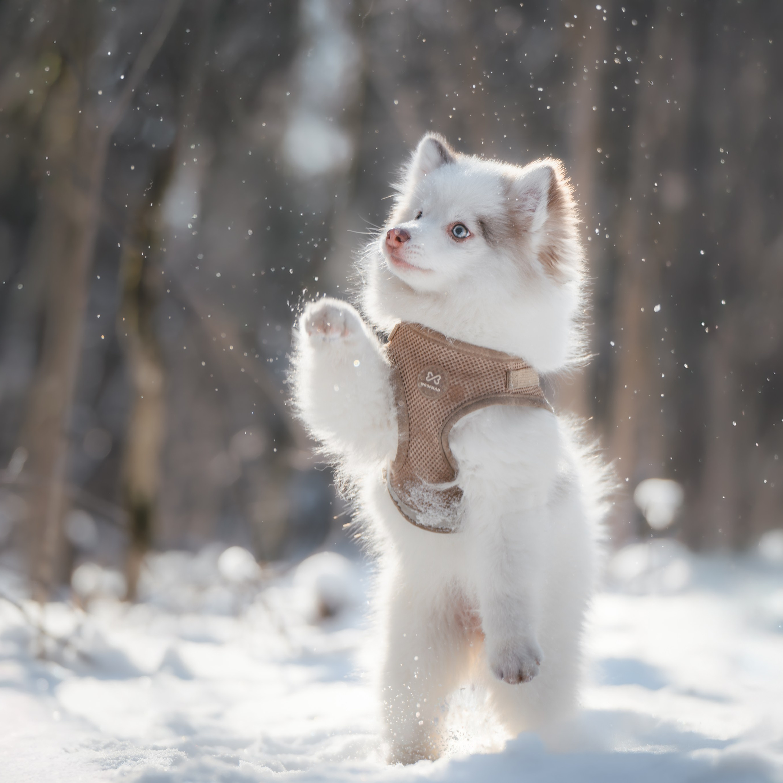 4 щенка помски. Прогулка в лесу