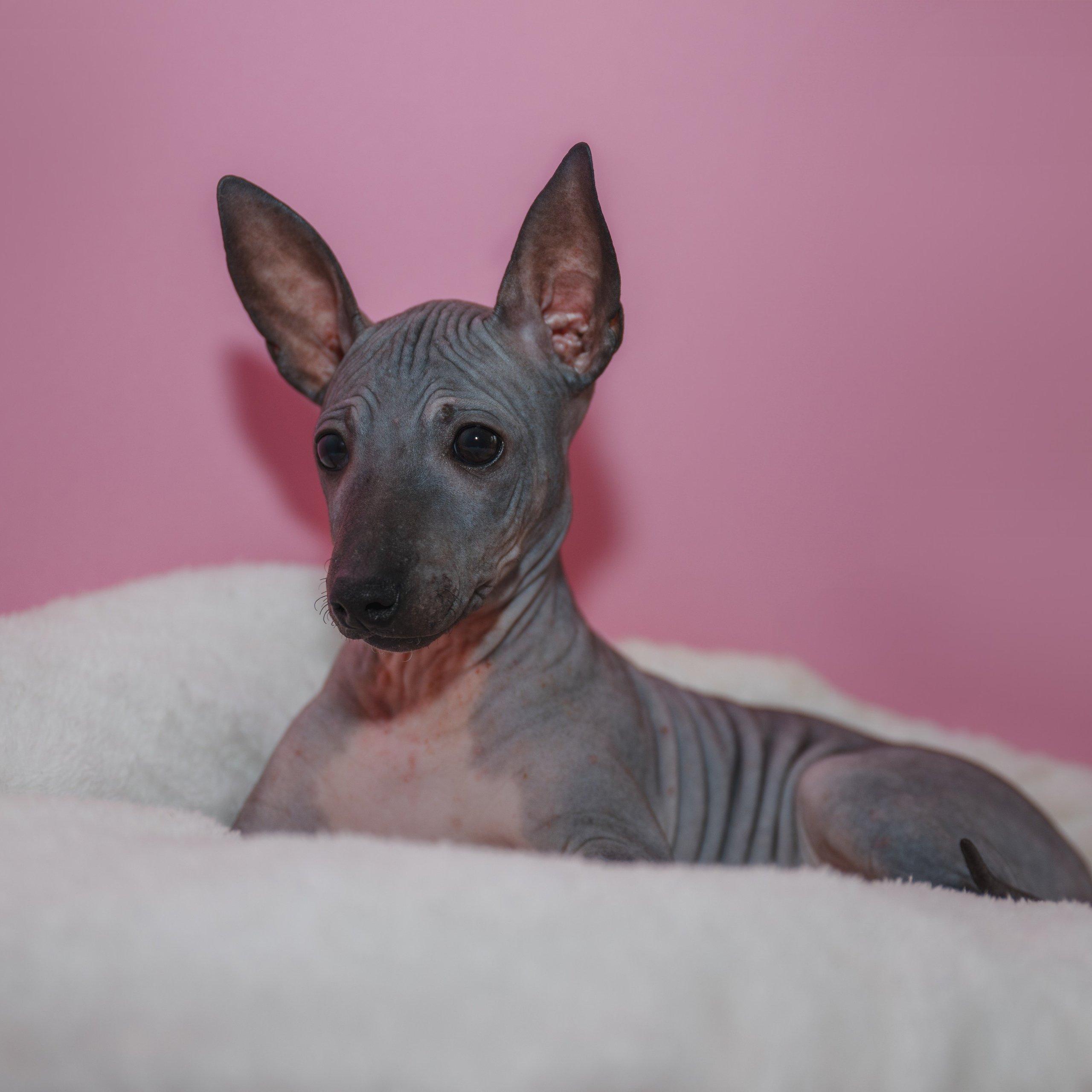 Отзывы. Фотограф Анималист в Москве Анастасия Жучкова