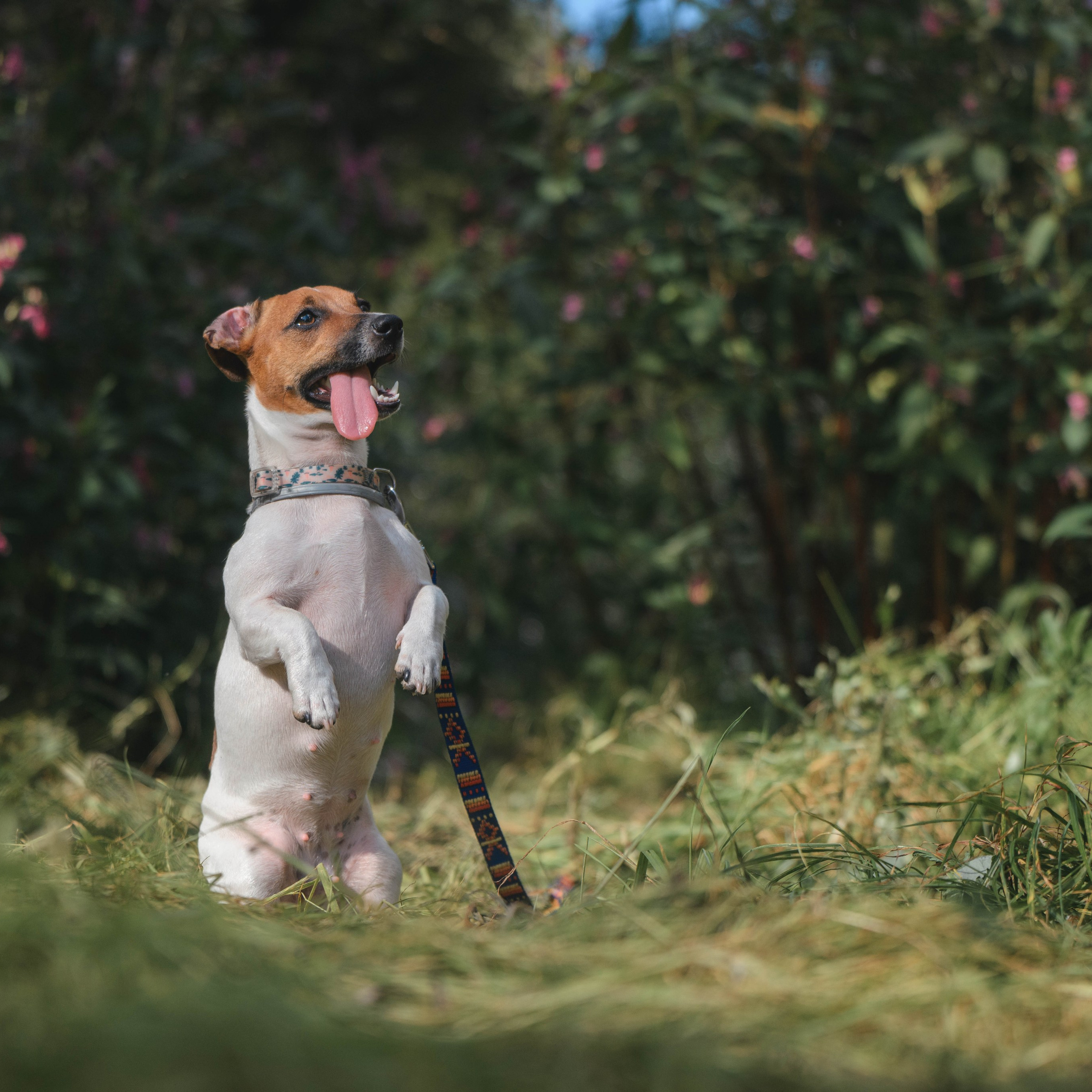 Отзывы. Фотограф Анималист в Москве Анастасия Жучкова