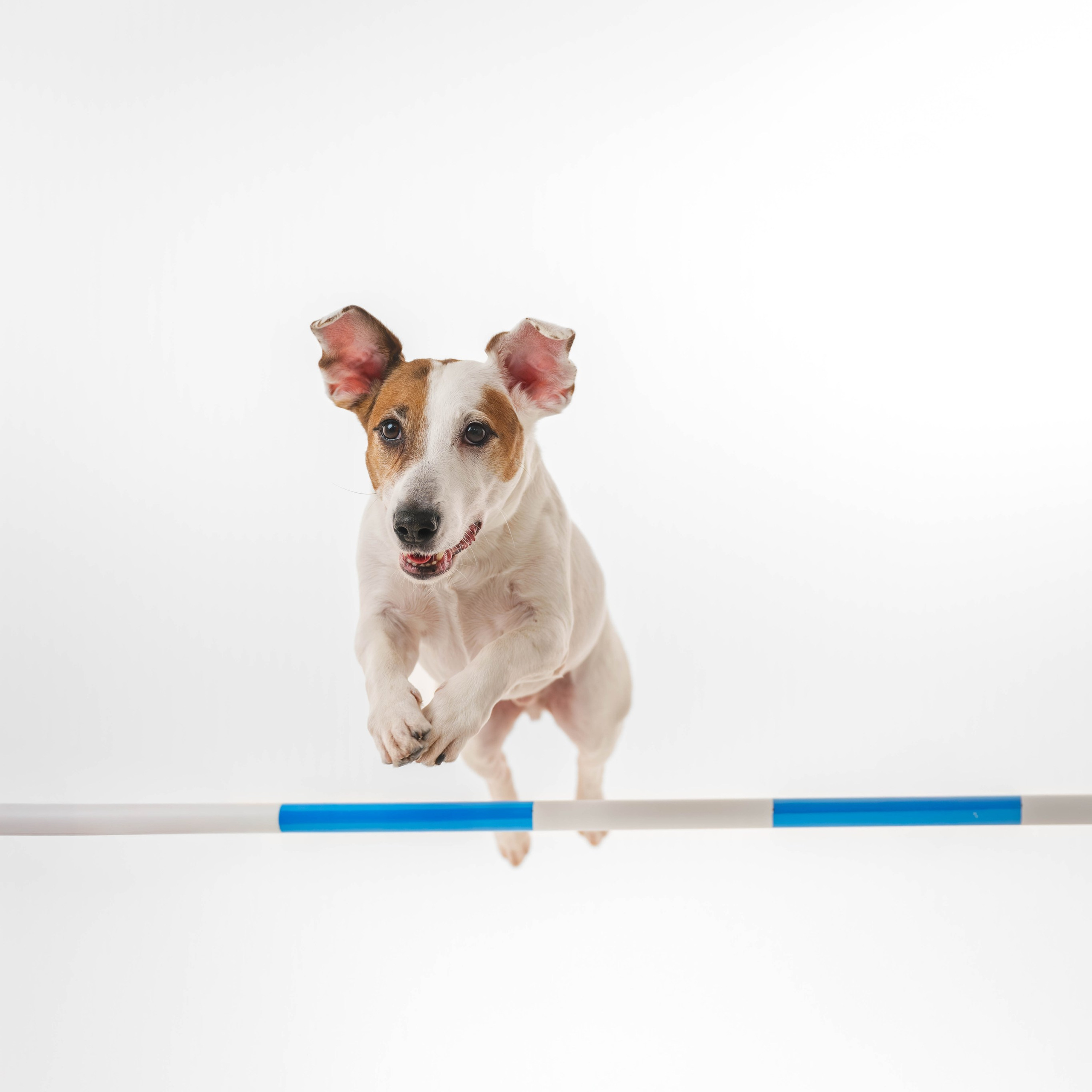 Джек Рассел