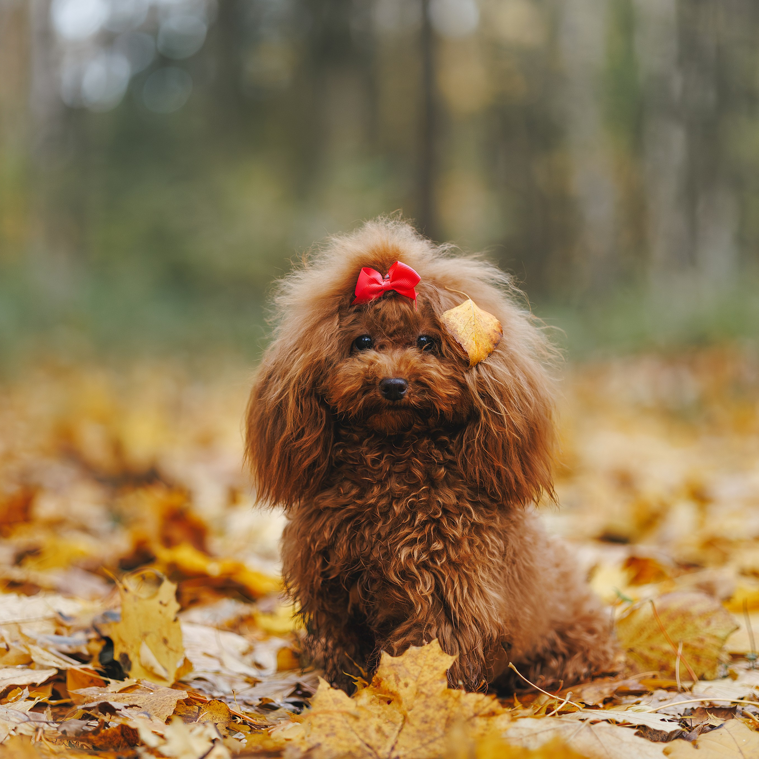 Прогулка в Кусково (в обработке)