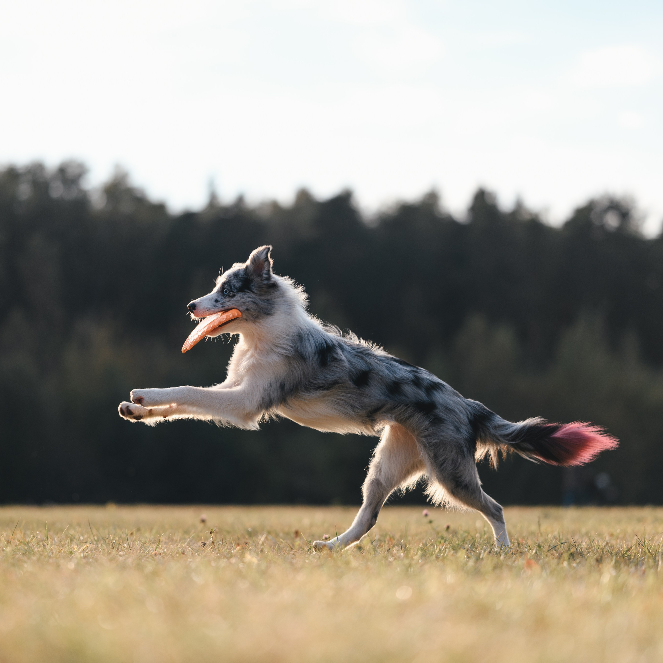 Бордерколли и фрисби