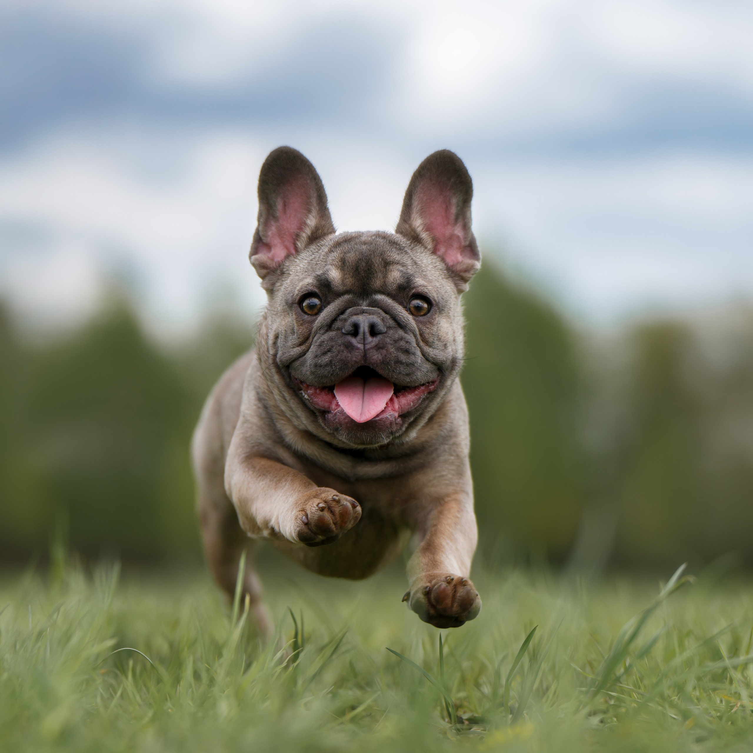 Щенок Французского бульдога