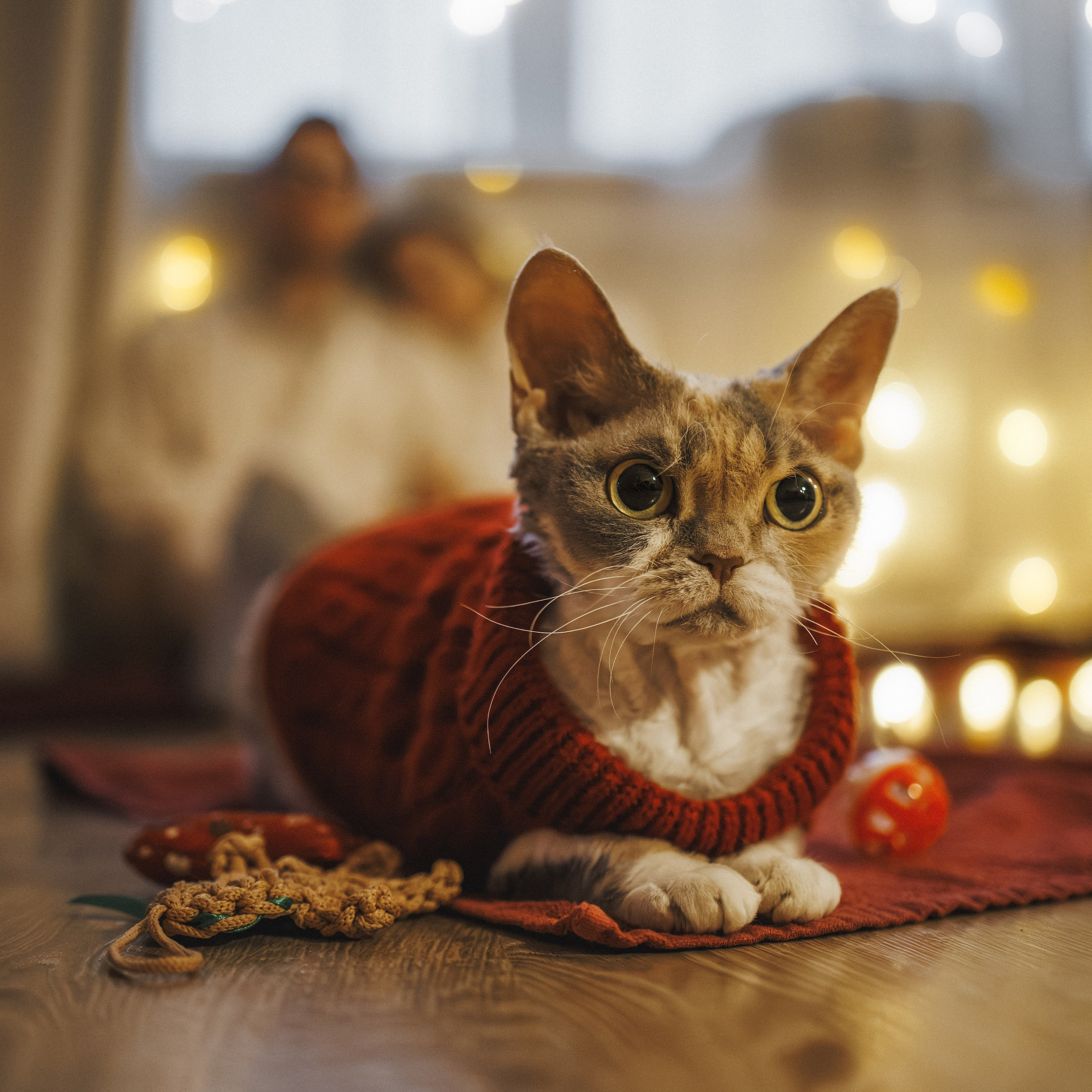 Домашняя новогодняя