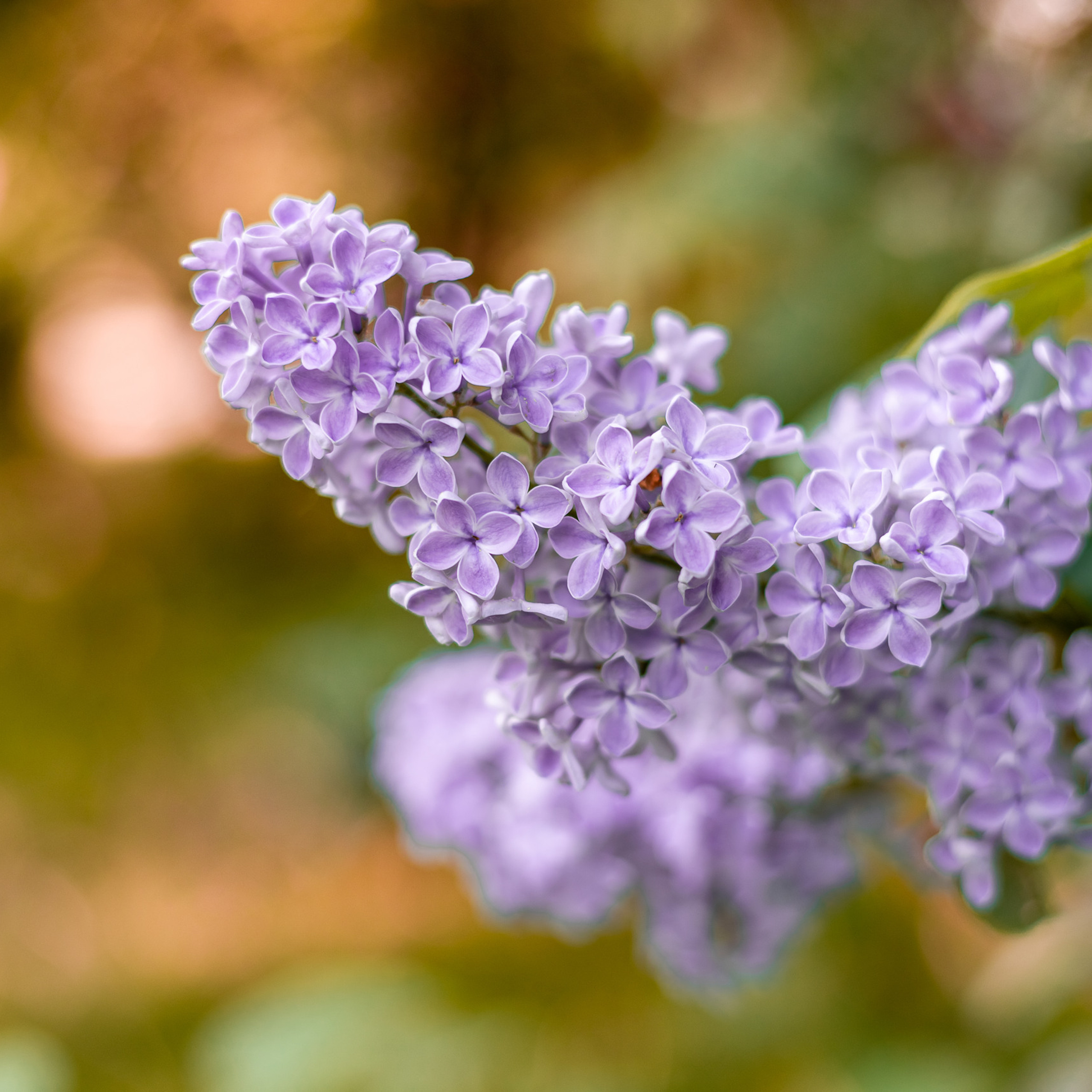 Свадебный фотограф с отзывами. Свадебный фотограф в Москве и Московской области Елена Четоркина