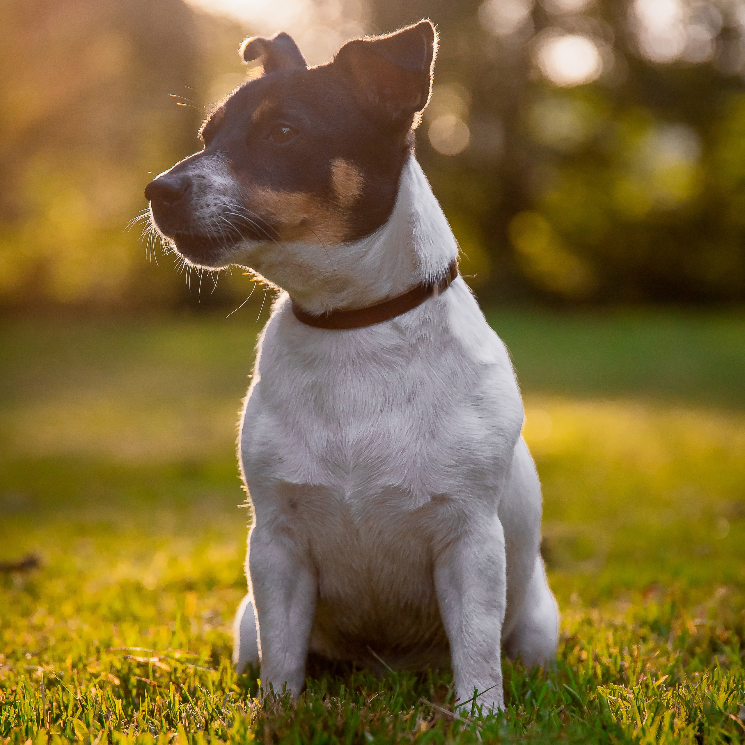 Фотограф-анималист в Санкт-Петербурге Анастасия Иванова