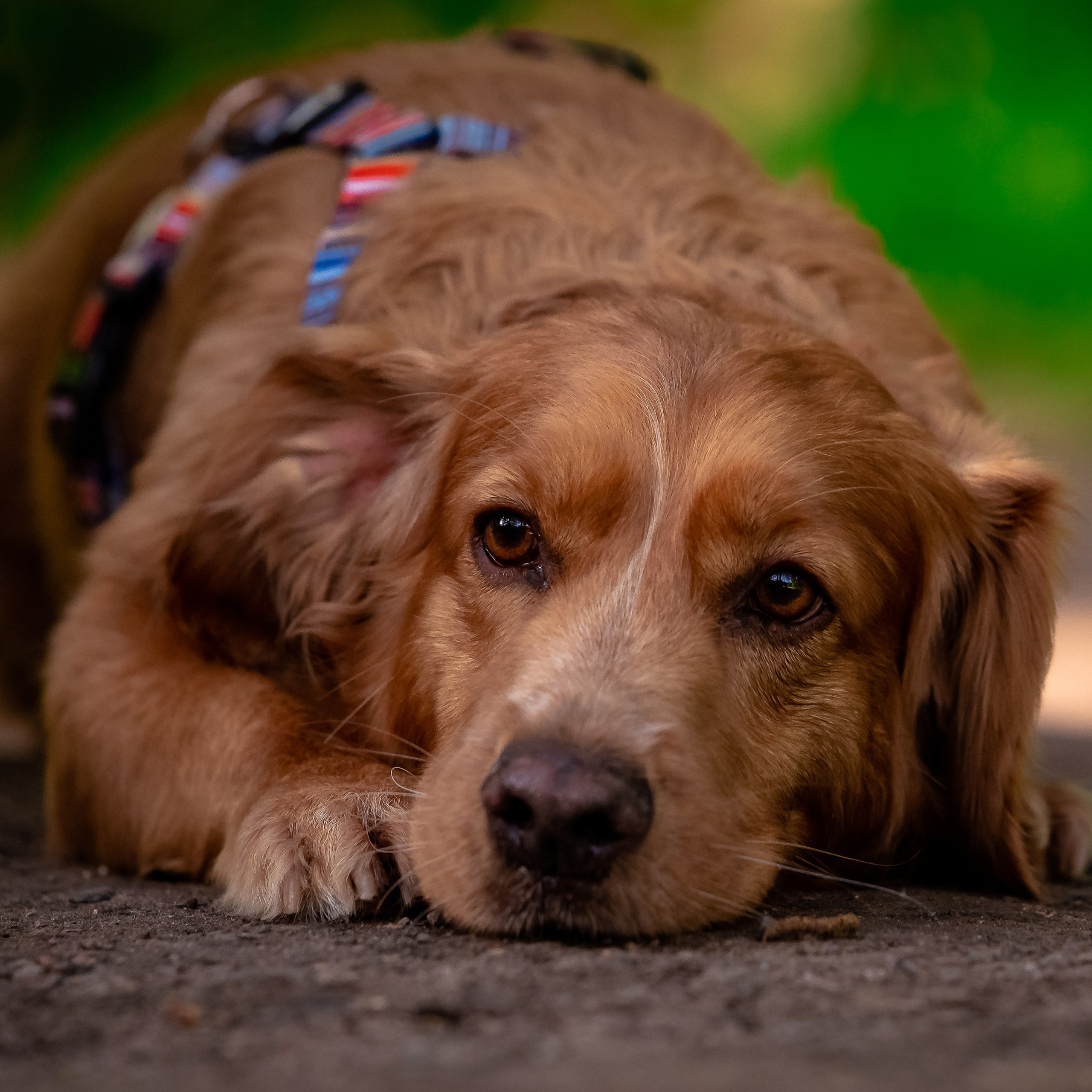 Фотограф-анималист в Санкт-Петербурге Анастасия Иванова