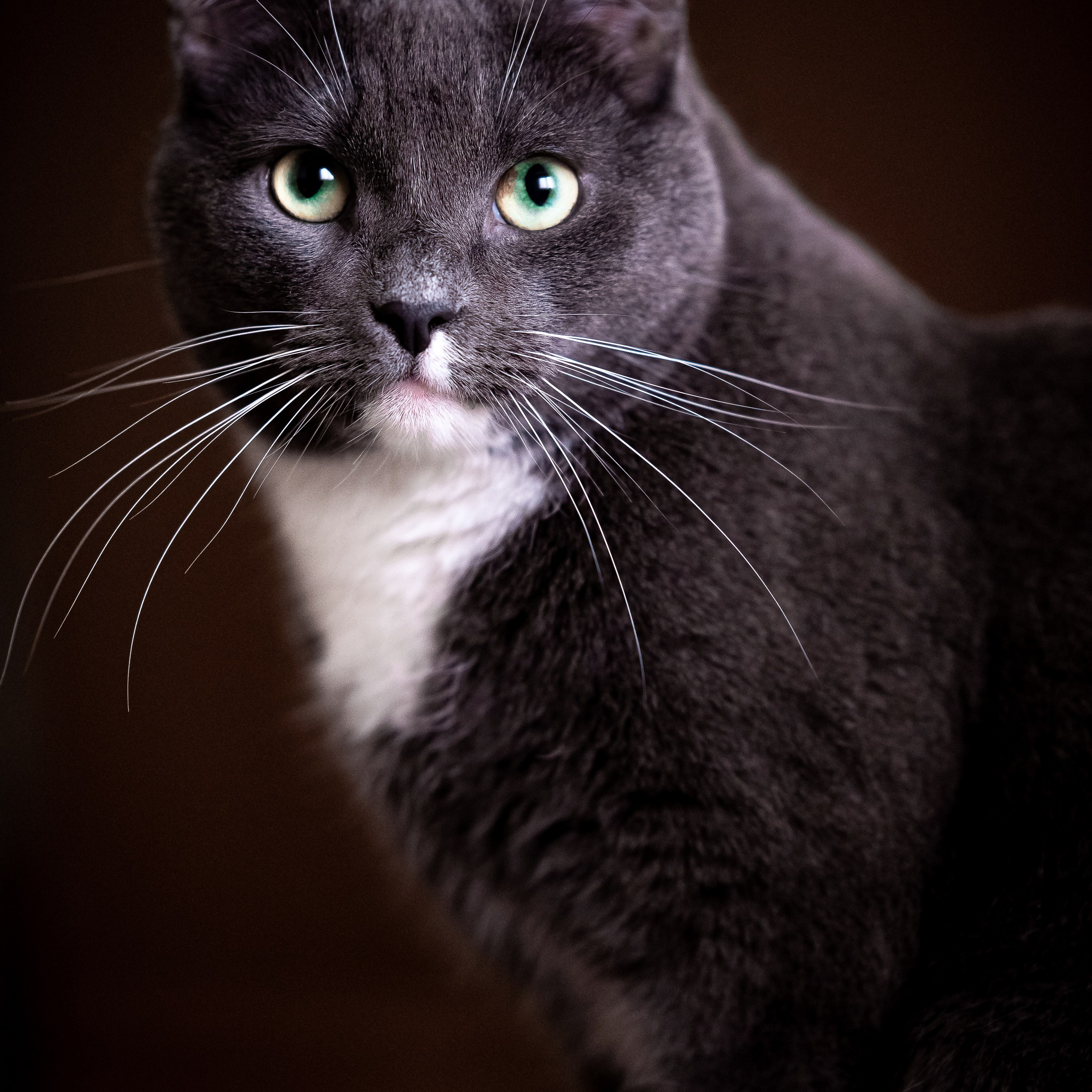 фотограф-анималист, фотограф, животные, фотограф животных, фотограф собак фотограф кошек, собака, кошка, собаки, кошки, питомец, фотосессия с питомцем, фотосессия  фото, фотосессия, фотограф, фотограф анималист, фото для собаки, фотосессия для собаки, съемка собак, фотография собак, фото помёта, фото СПб, фото лен область, фото выставка собак, фотограф Санкт Петербург, зимняя фотосессия, осенняя фотосессия, фото прогулка, фотопрогулка, фото животных, фотосессия для животных, щенки, фото щенков, фотосессия для щенков, фото для приюта, фото для пиара, благотворительный фотограф, благотворительная съёмка