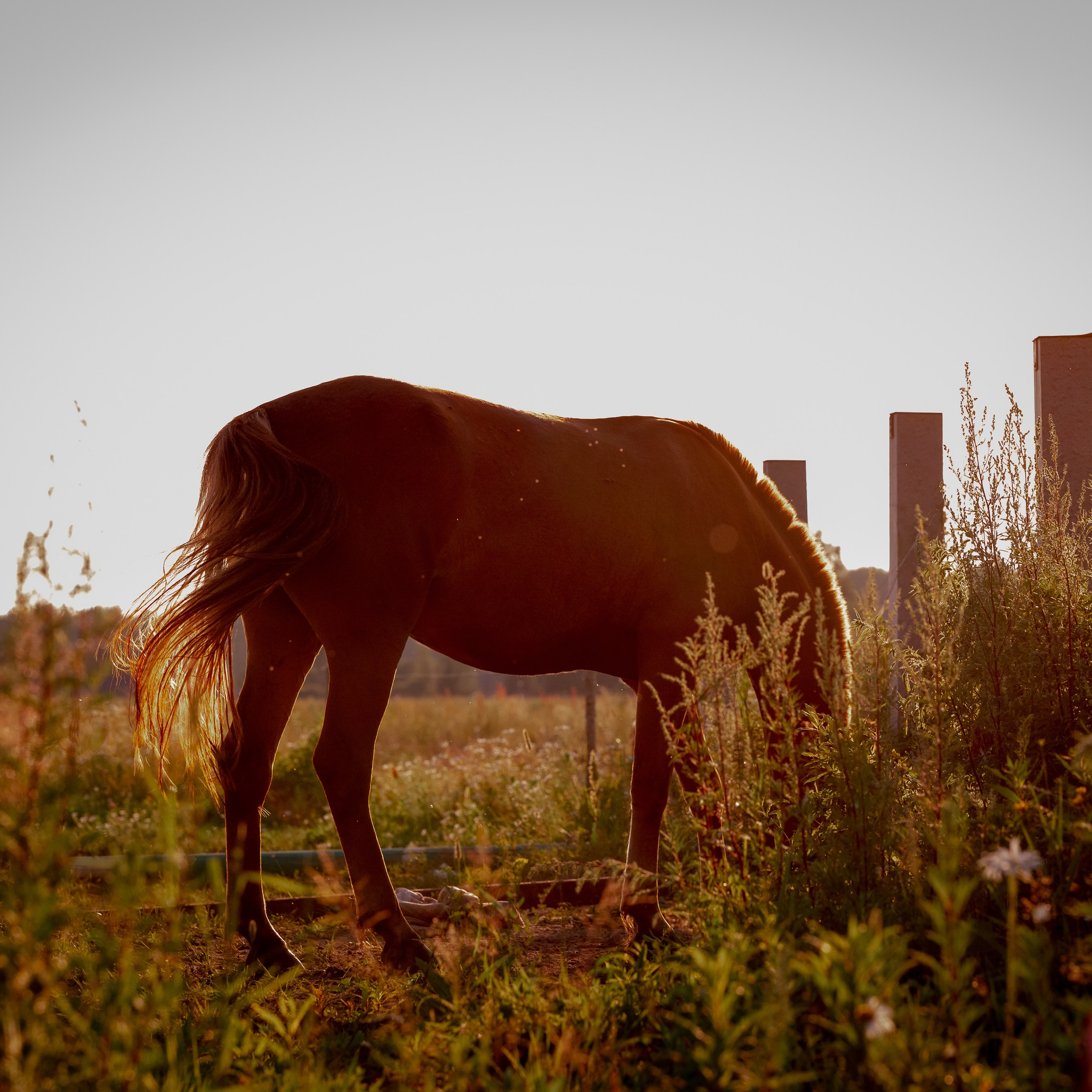 Фотограф-анималист в Санкт-Петербурге Анастасия Иванова