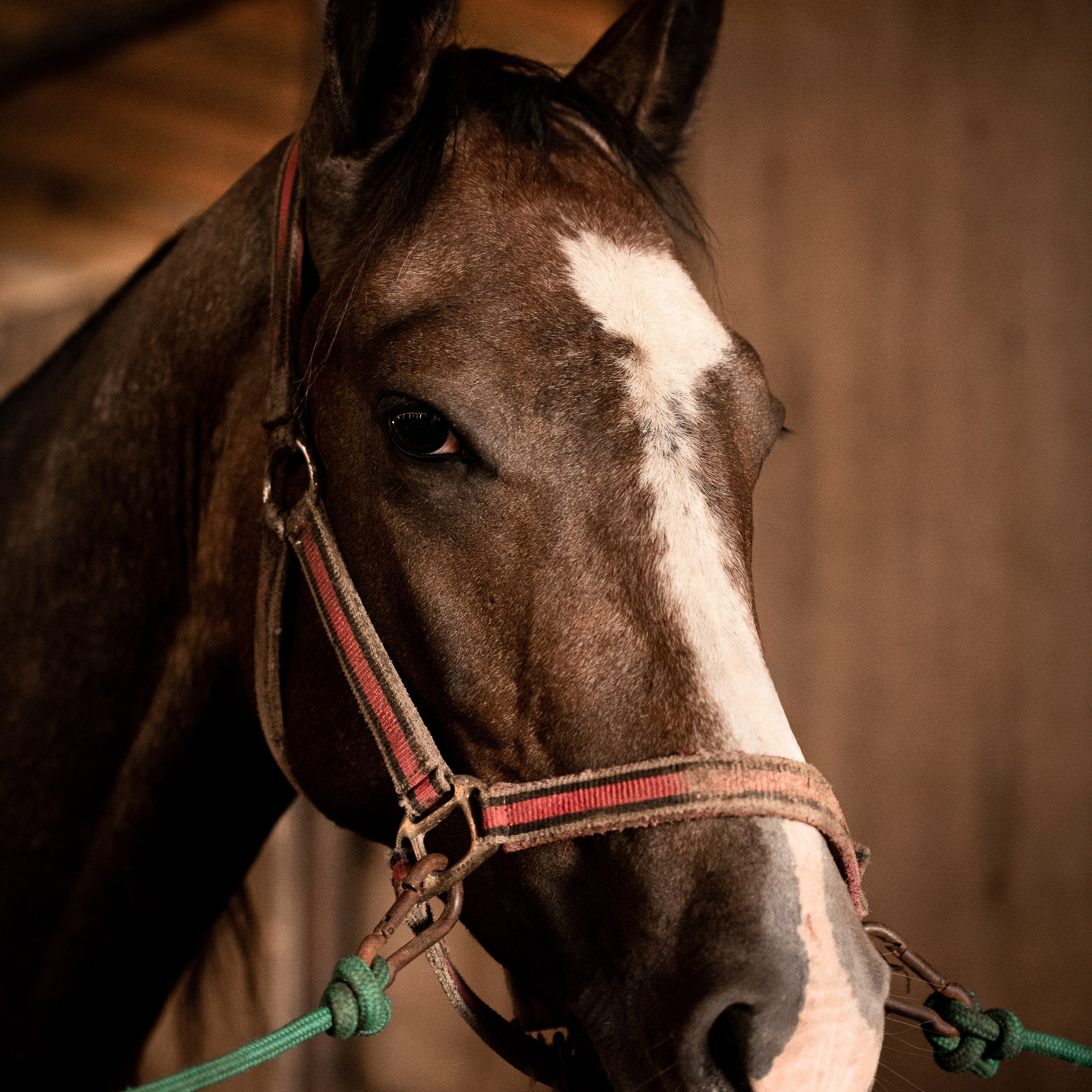 Фотограф-анималист в Санкт-Петербурге Анастасия Иванова