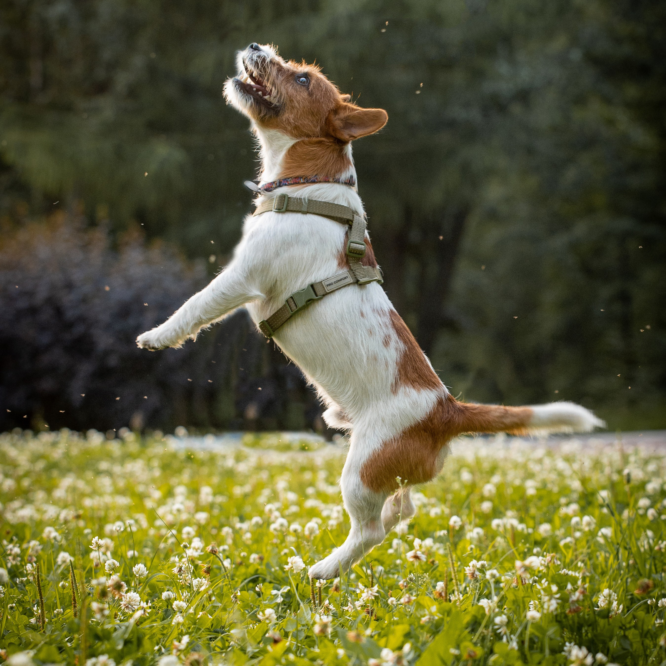 Фотограф-анималист в Санкт-Петербурге Анастасия Иванова
