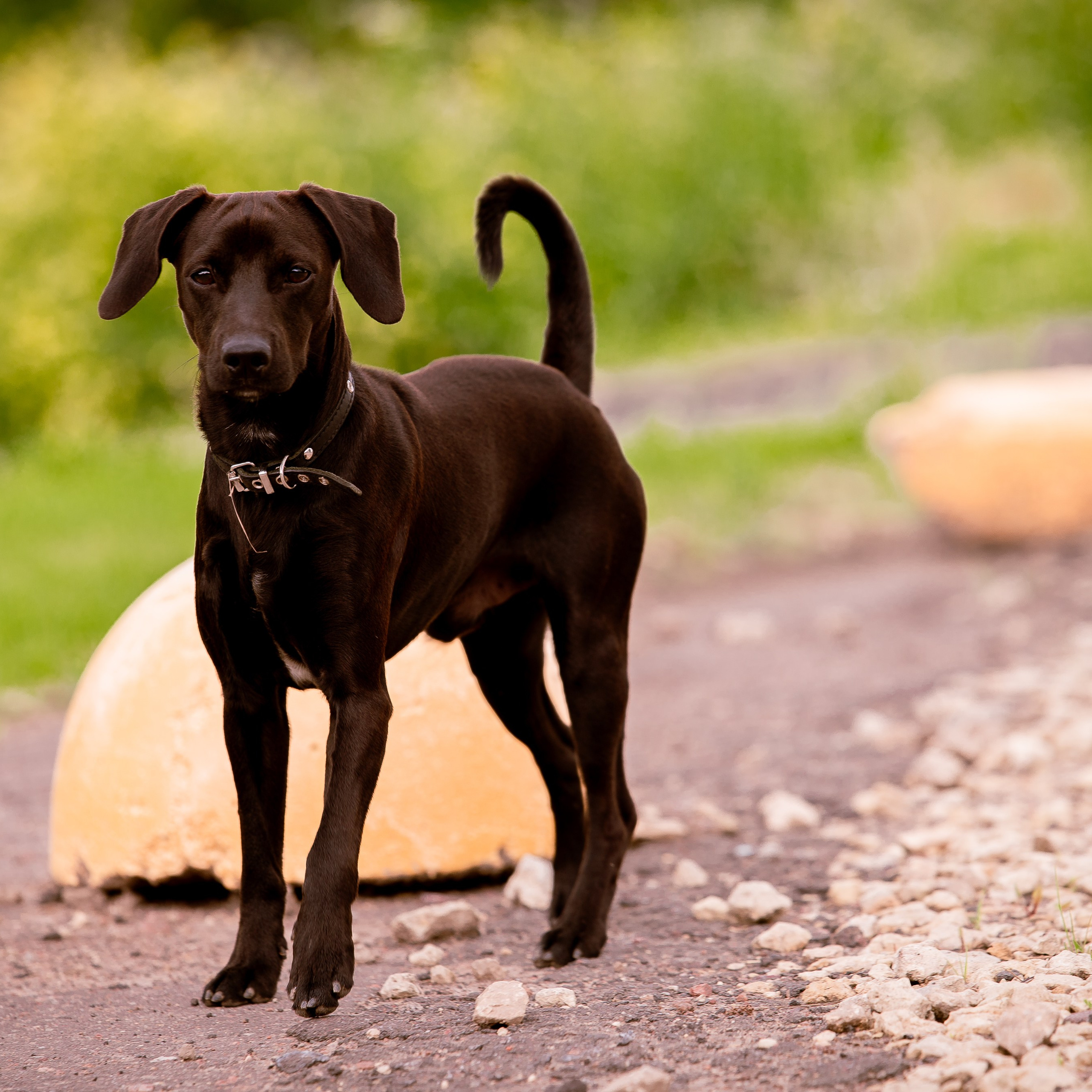 фотограф-анималист, фотограф, животные, фотограф животных, фотограф собак фотограф кошек, собака, кошка, собаки, кошки, питомец, фотосессия с питомцем, фотосессия  фото, фотосессия, фотограф, фотограф анималист, фото для собаки, фотосессия для собаки, съемка собак, фотография собак, фото помёта, фото СПб, фото лен область, фото выставка собак, фотограф Санкт Петербург, зимняя фотосессия, осенняя фотосессия, фото прогулка, фотопрогулка, фото животных, фотосессия для животных, щенки, фото щенков, фотосессия для щенков, фото для приюта, фото для пиара, благотворительный фотограф, благотворительная съёмка