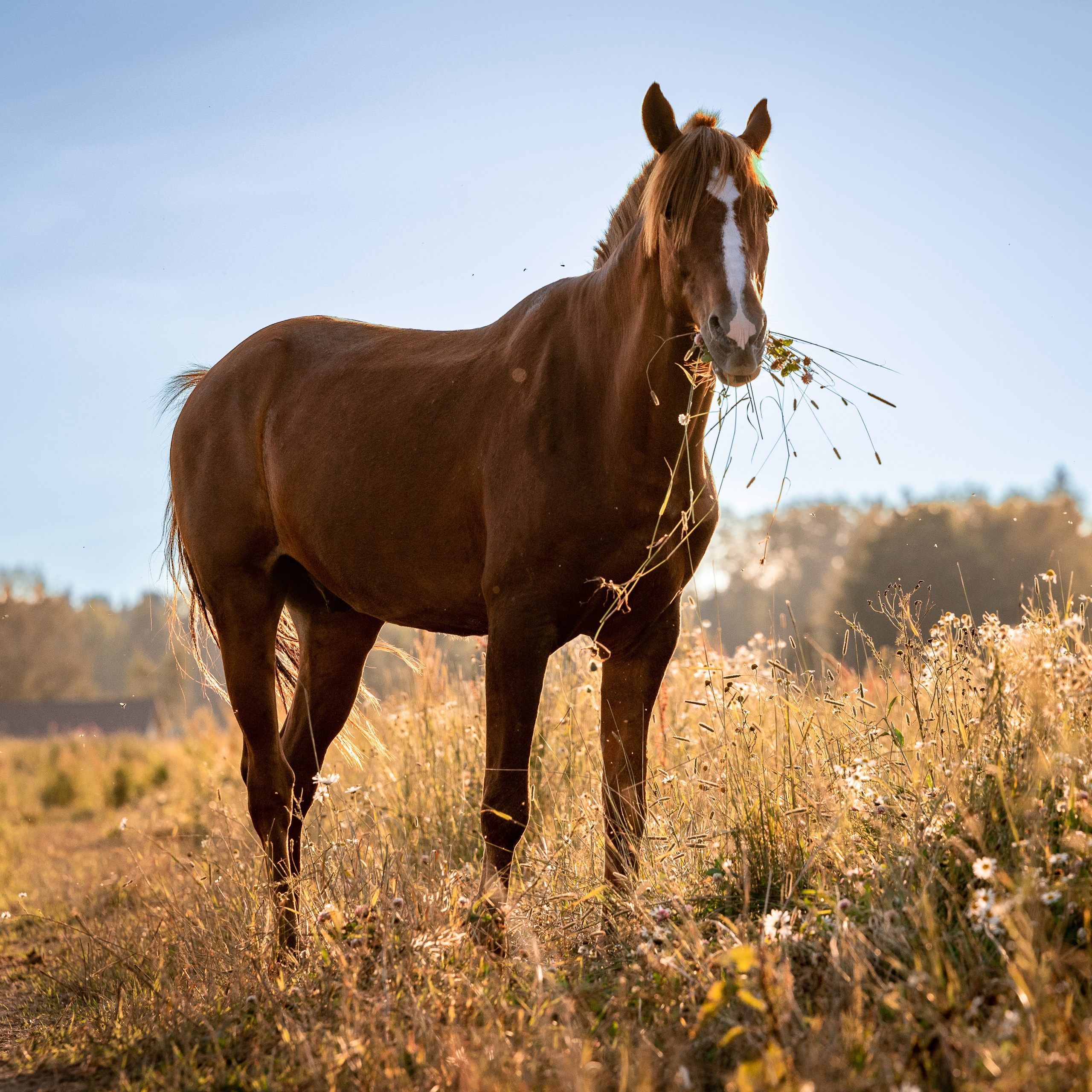 Фотограф-анималист в Санкт-Петербурге Анастасия Иванова