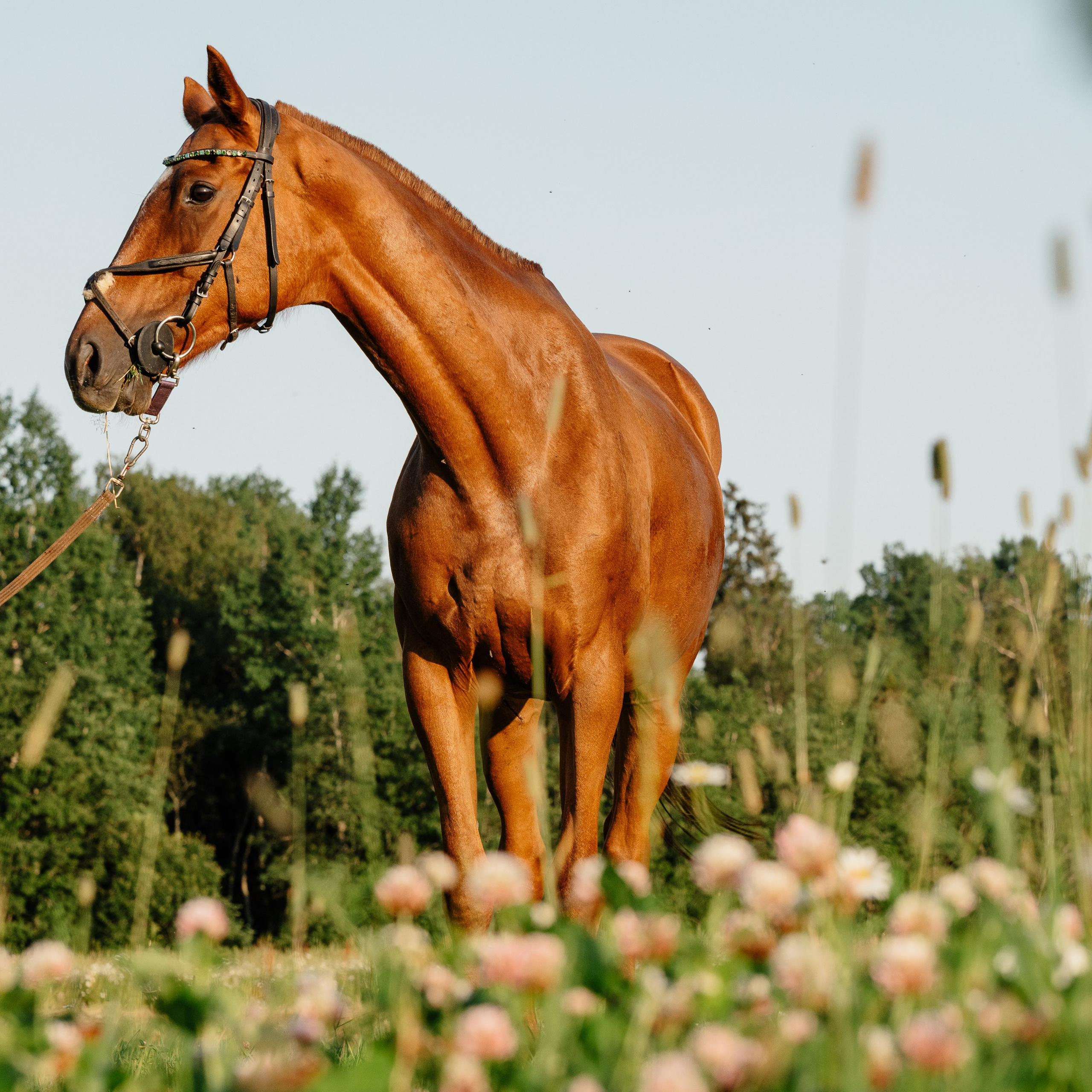 Фотограф-анималист в Санкт-Петербурге Анастасия Иванова