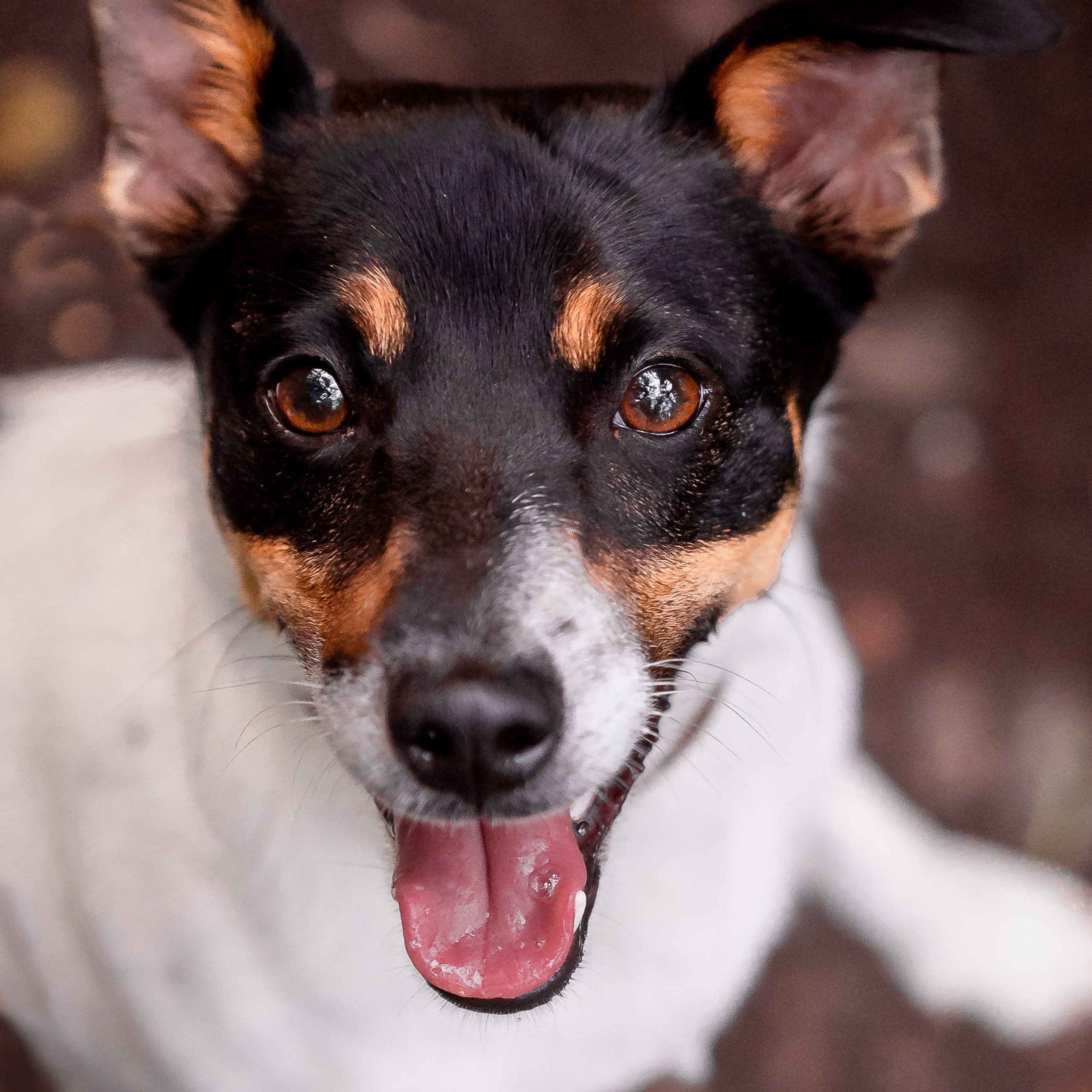 Фотограф-анималист в Санкт-Петербурге Анастасия Иванова