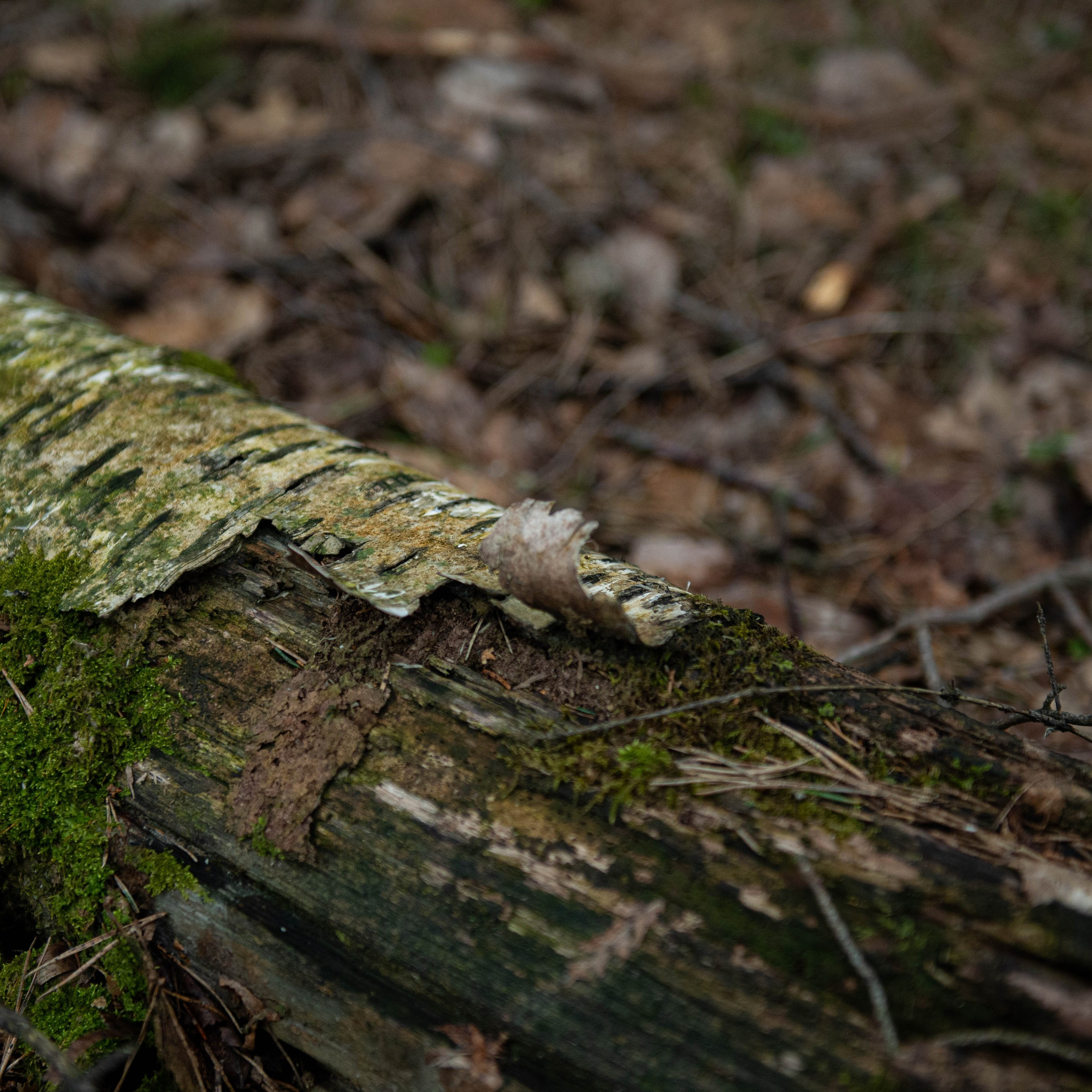 Лен. область