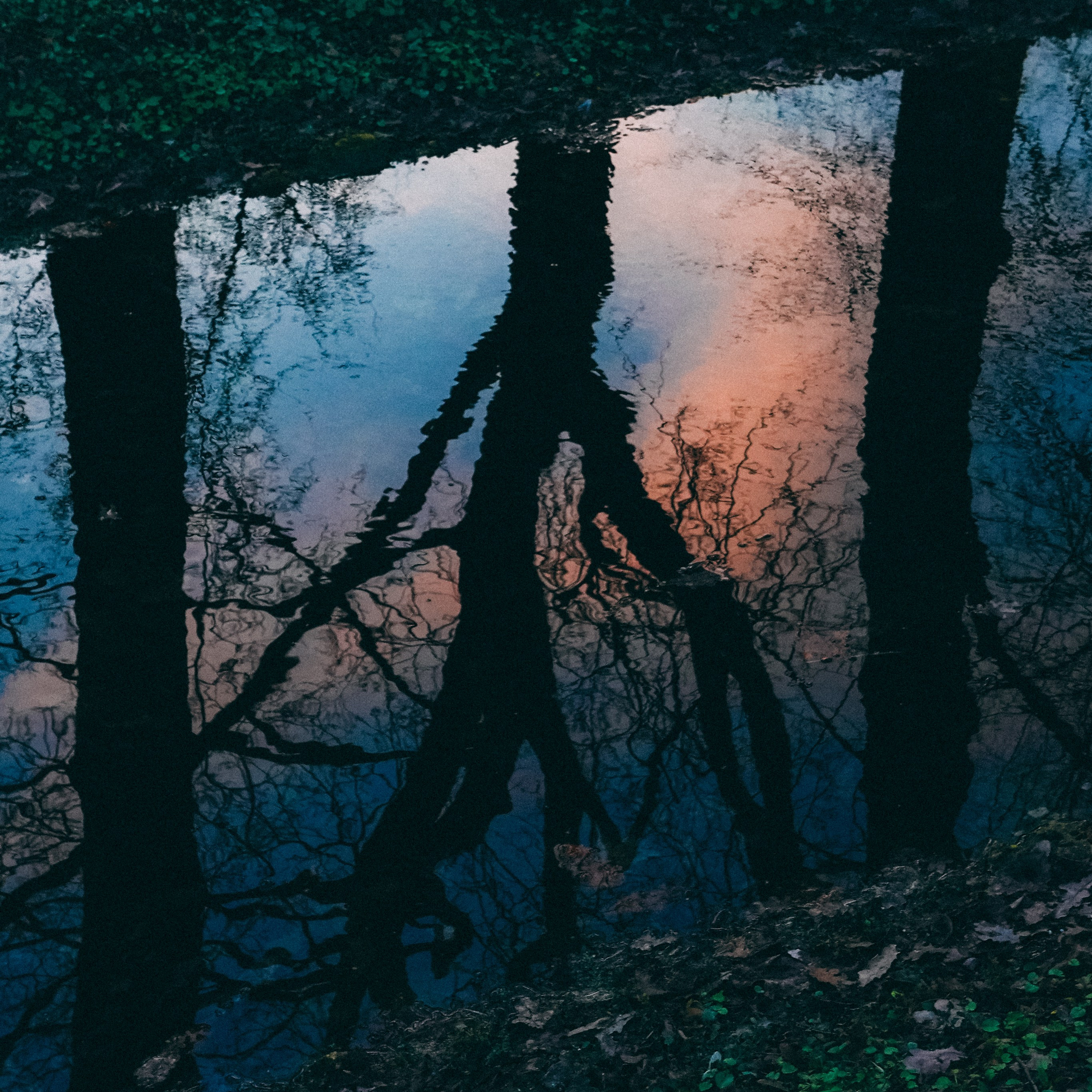 Ботанический сад