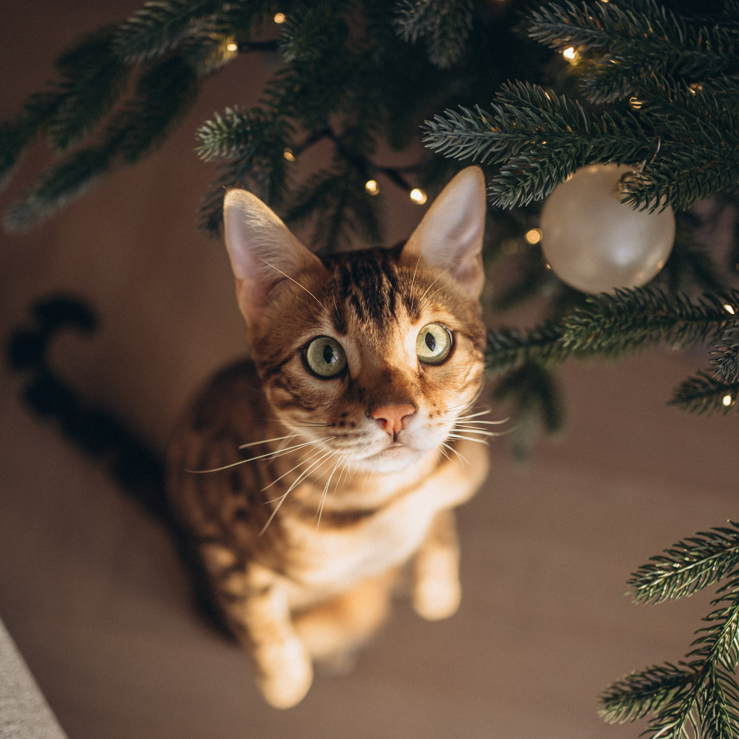 Новый год дома