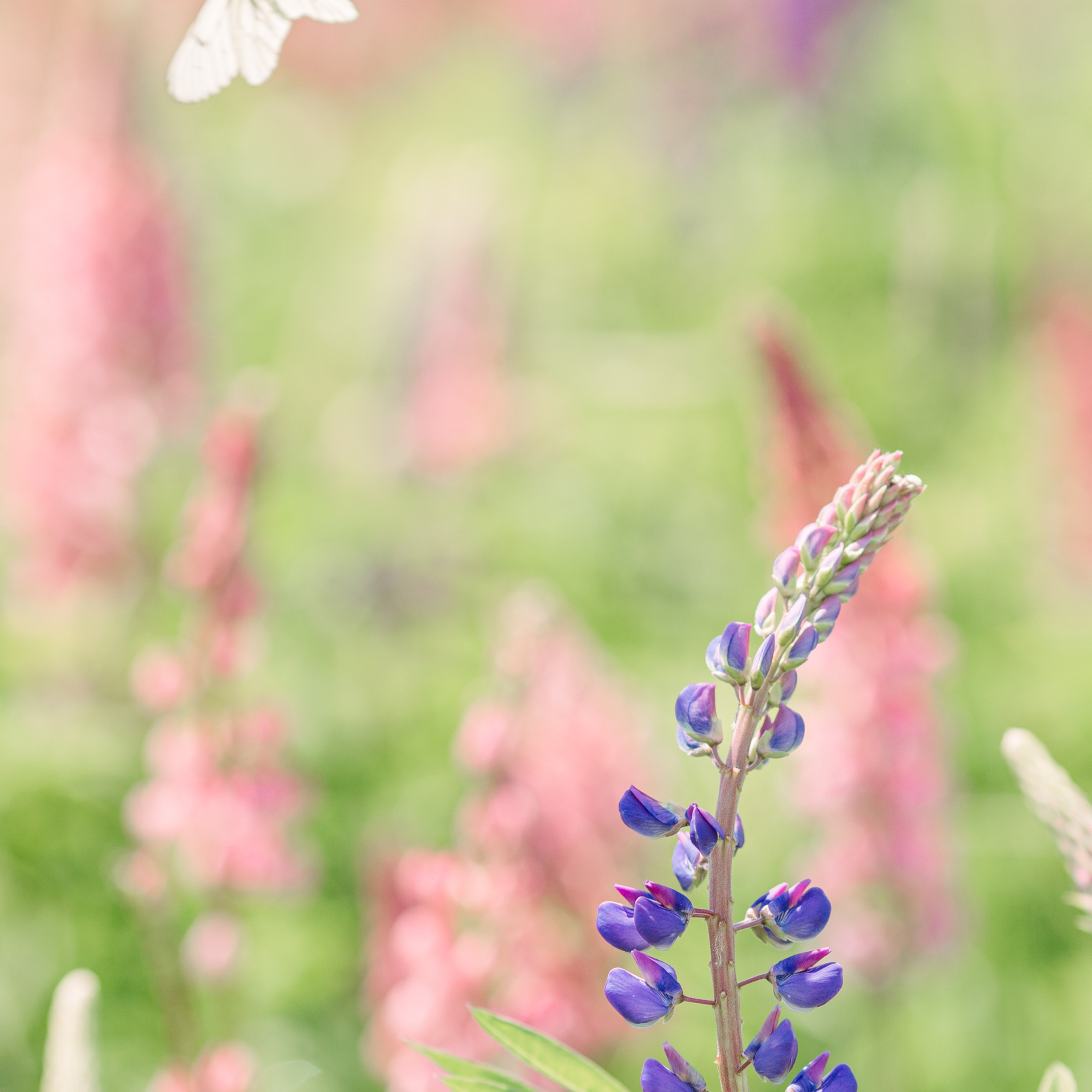 Отзывы. Семейный фотограф, фотосессия беременности в Новосибирске Кристина Киб