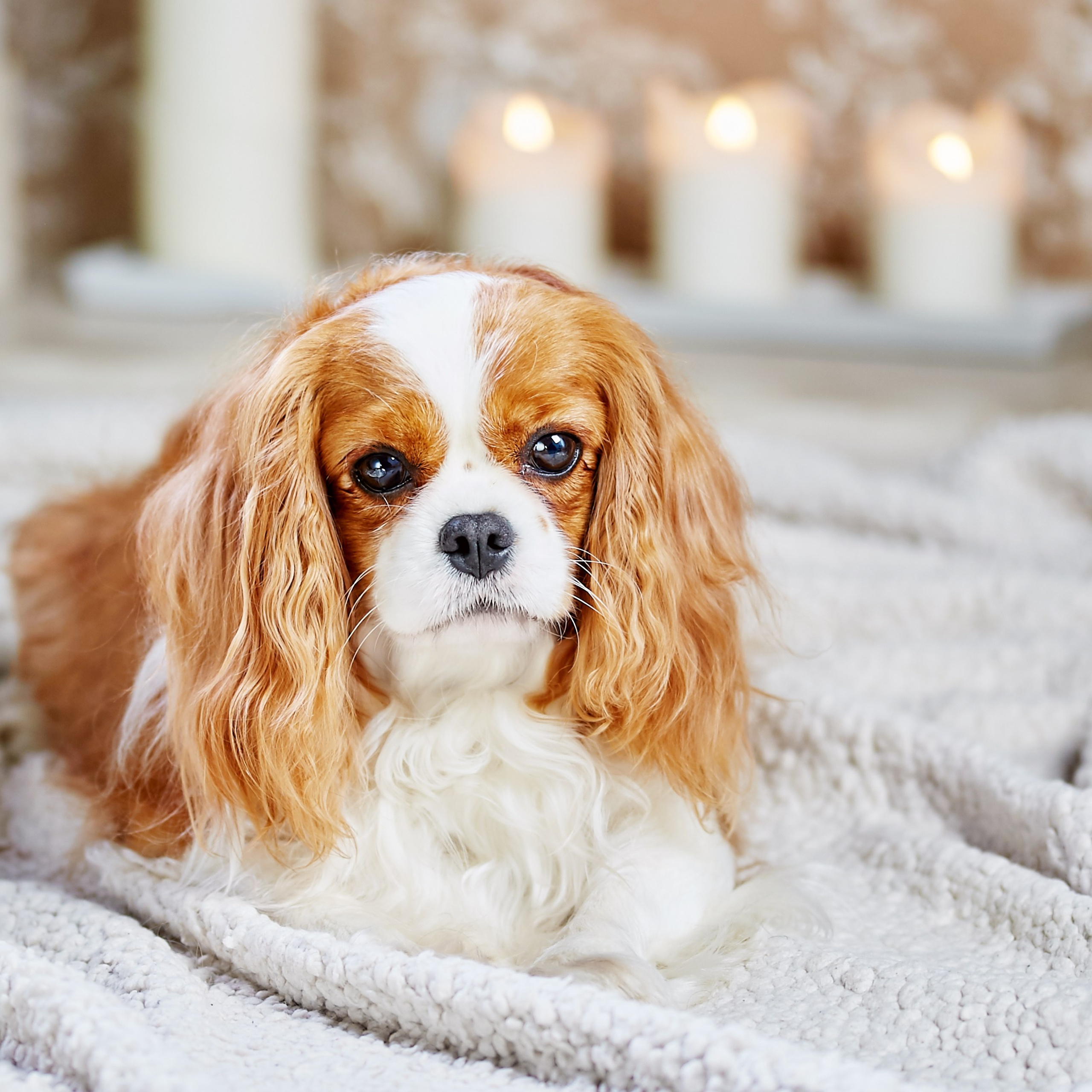 Питомник кавалер кинг чарльз спаниелей Belle-Spaniel