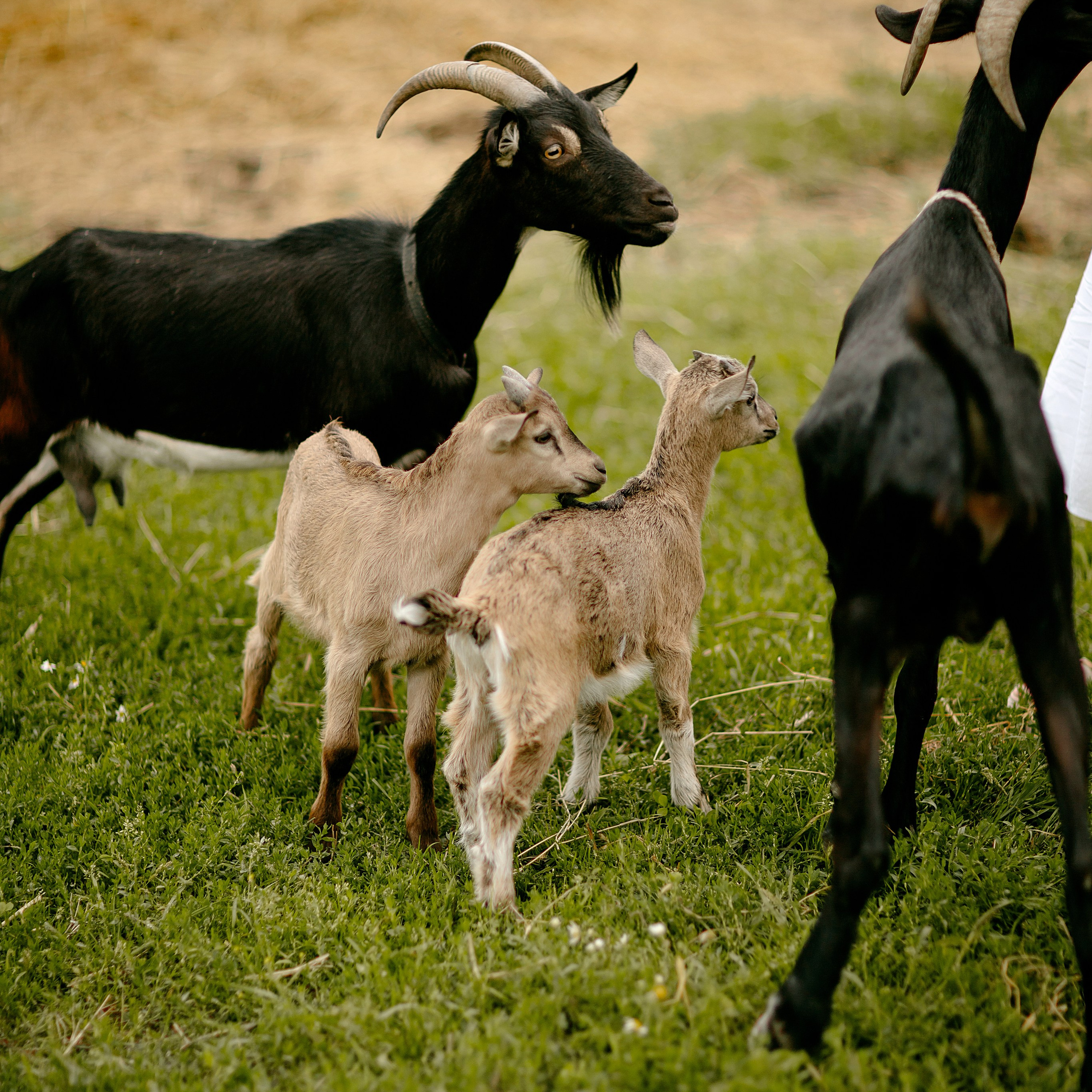 Анастасия и Николай. Фотограф Минск — Светлана Жук