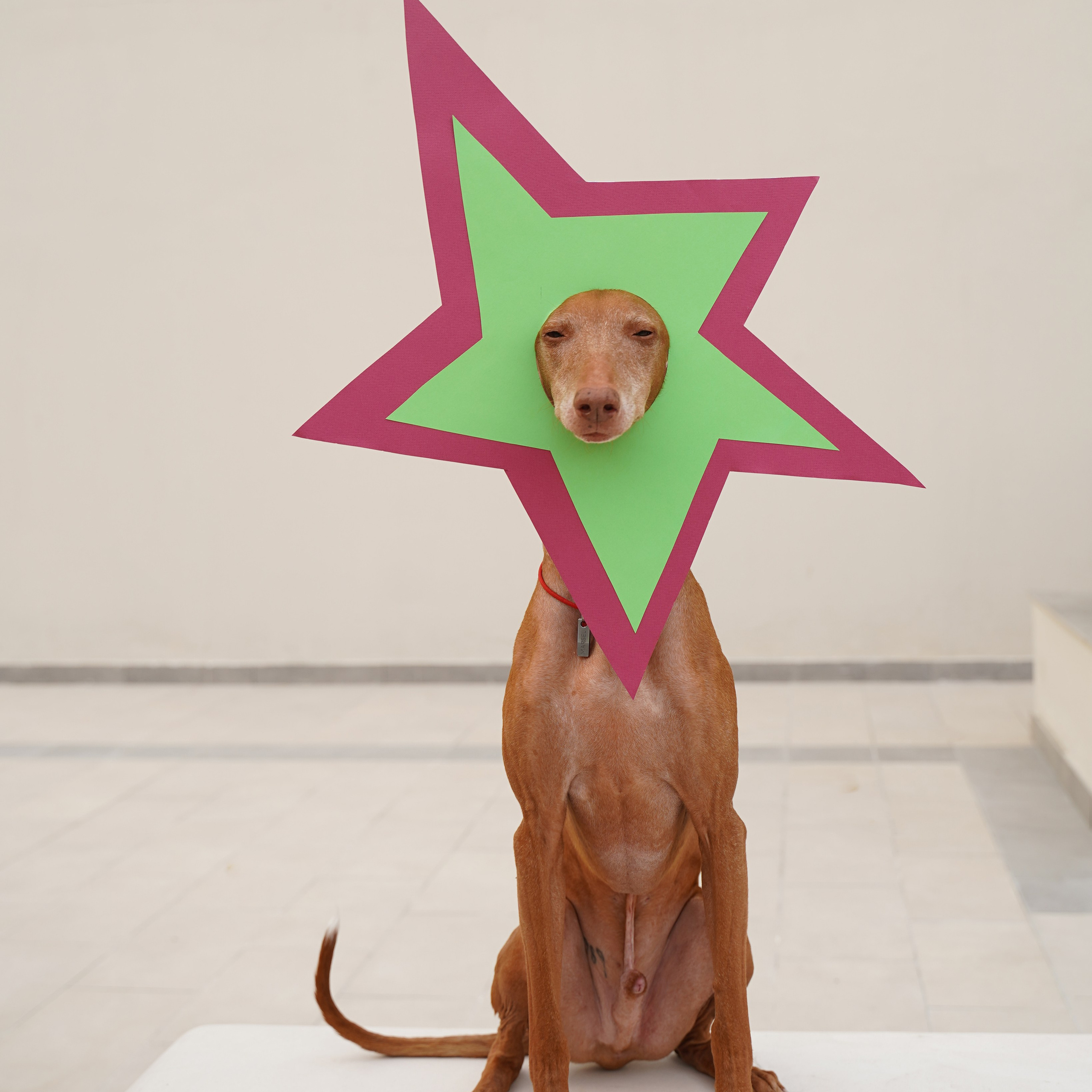 dogs Christmas trees