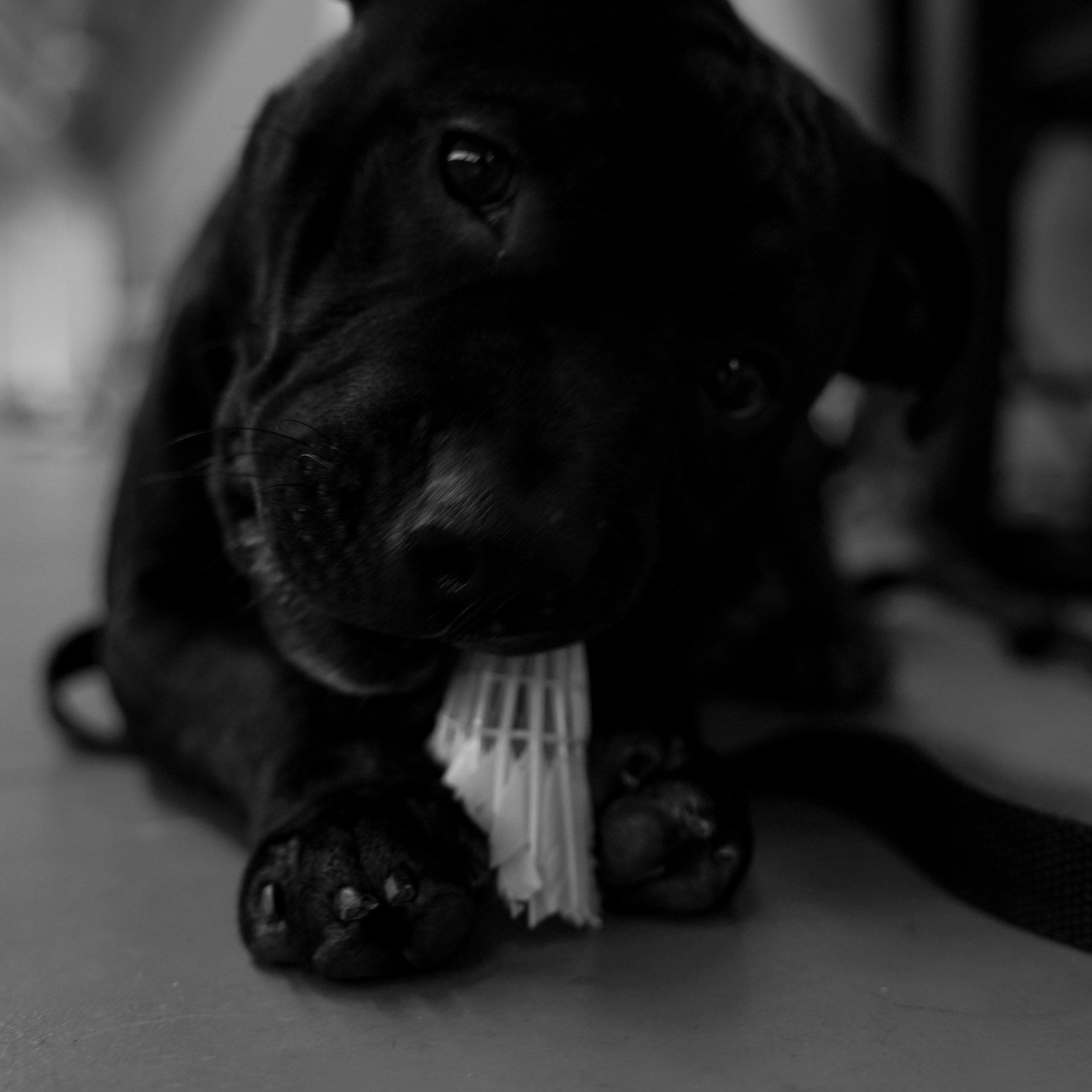 Moscow Badminton Community. Camp