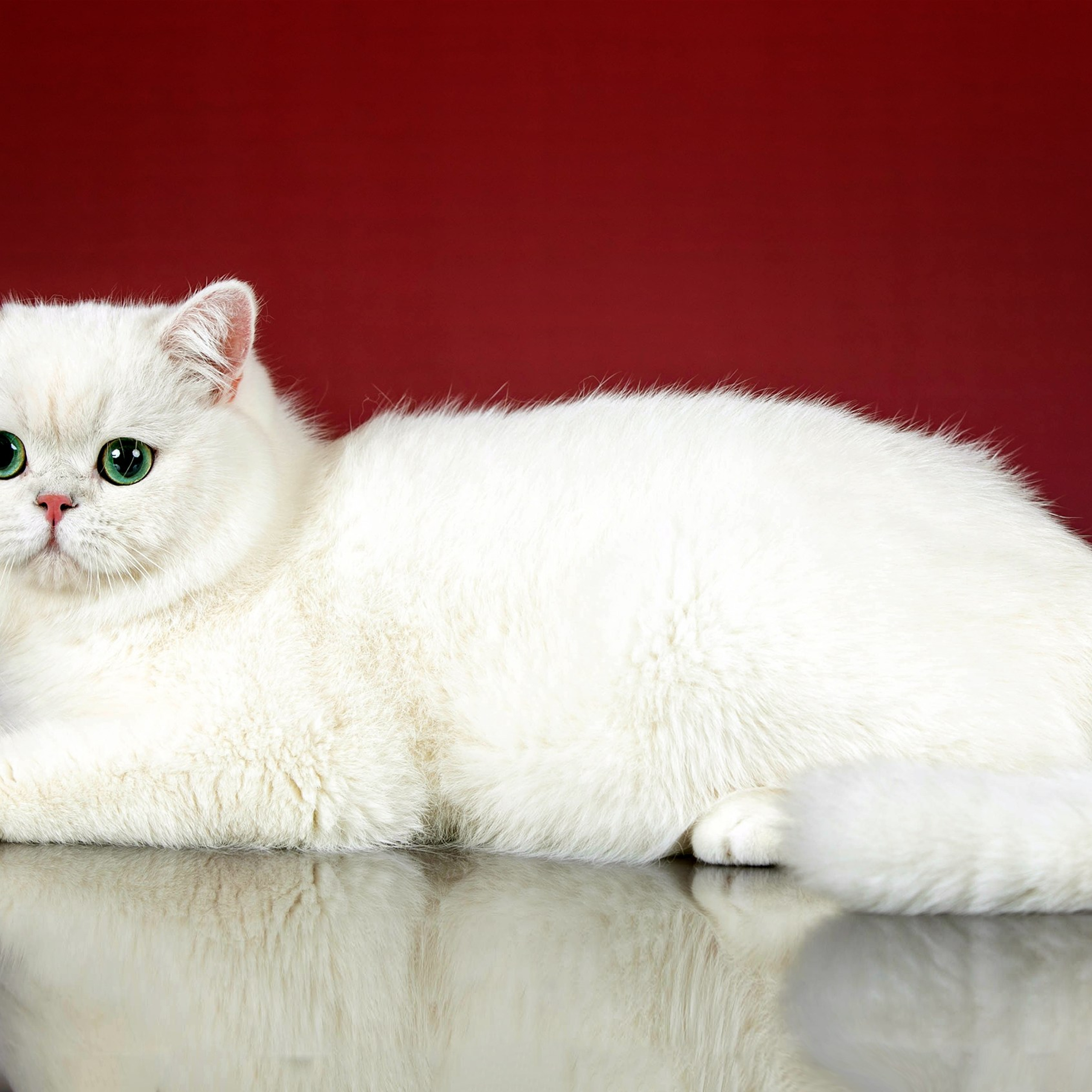 Отзывы. Фотограф-анималист в Омске Екатерина Маричева