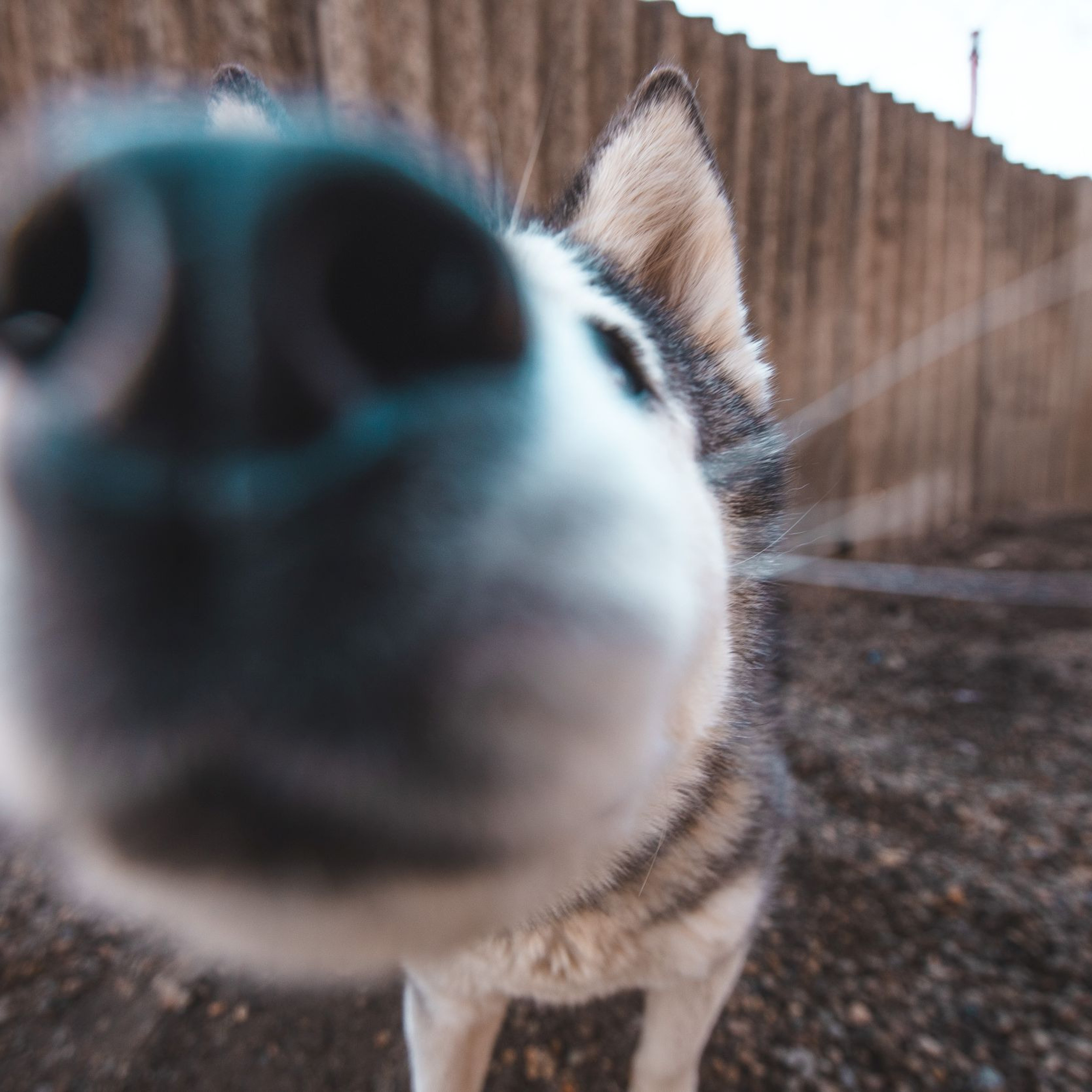 Детская экскурсия в кинологическом центре