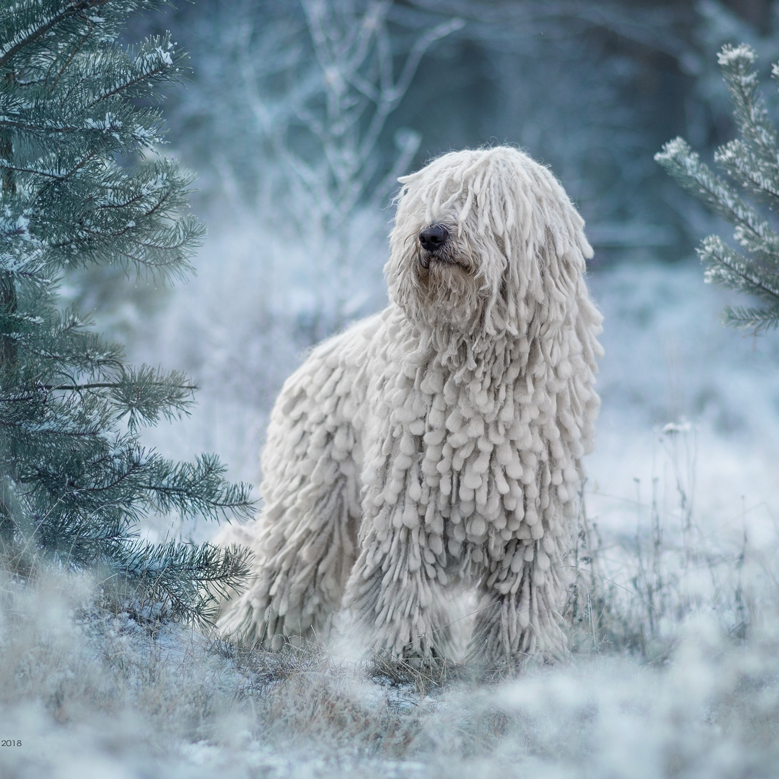 Лаиса Зернова