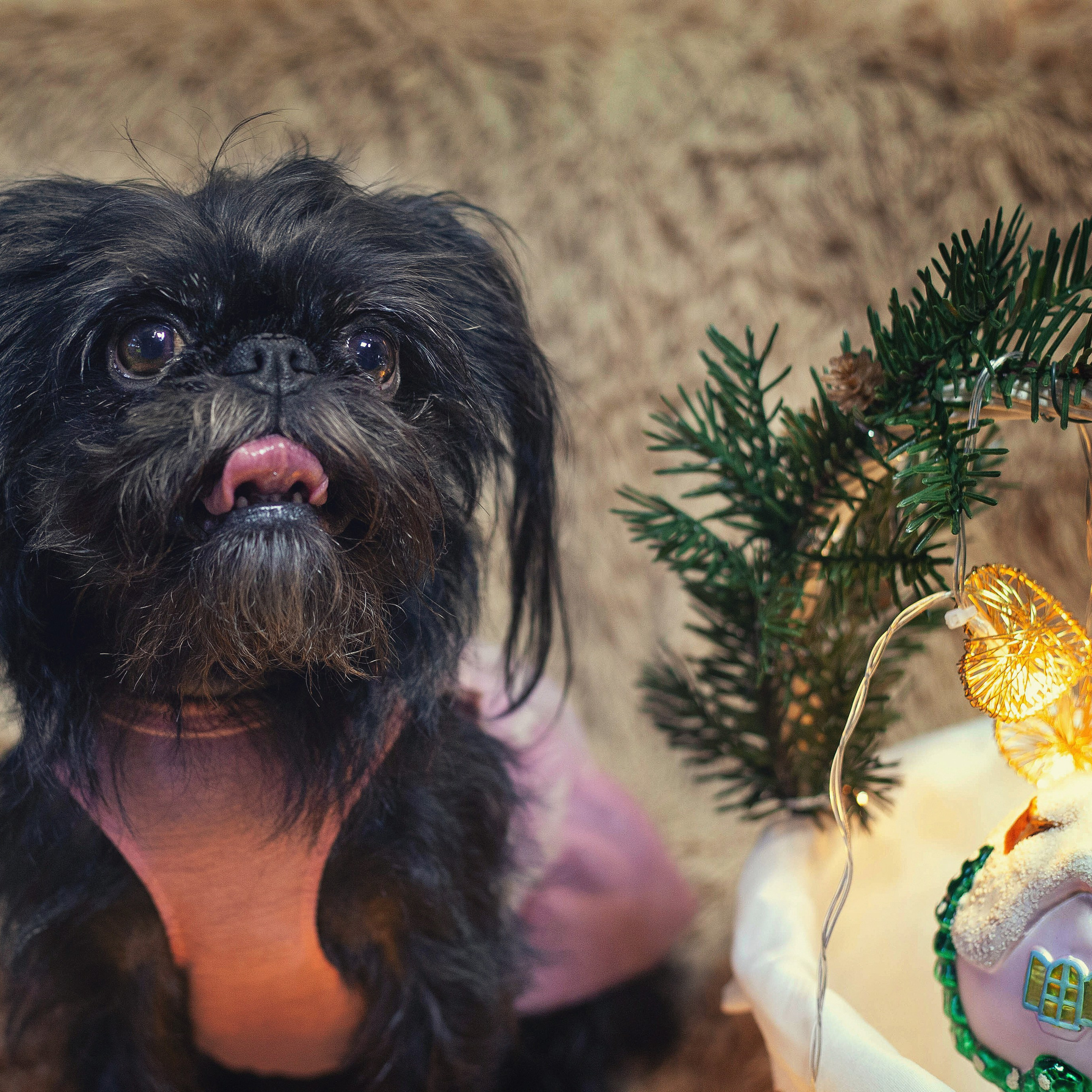 Собаки в домашних условиях