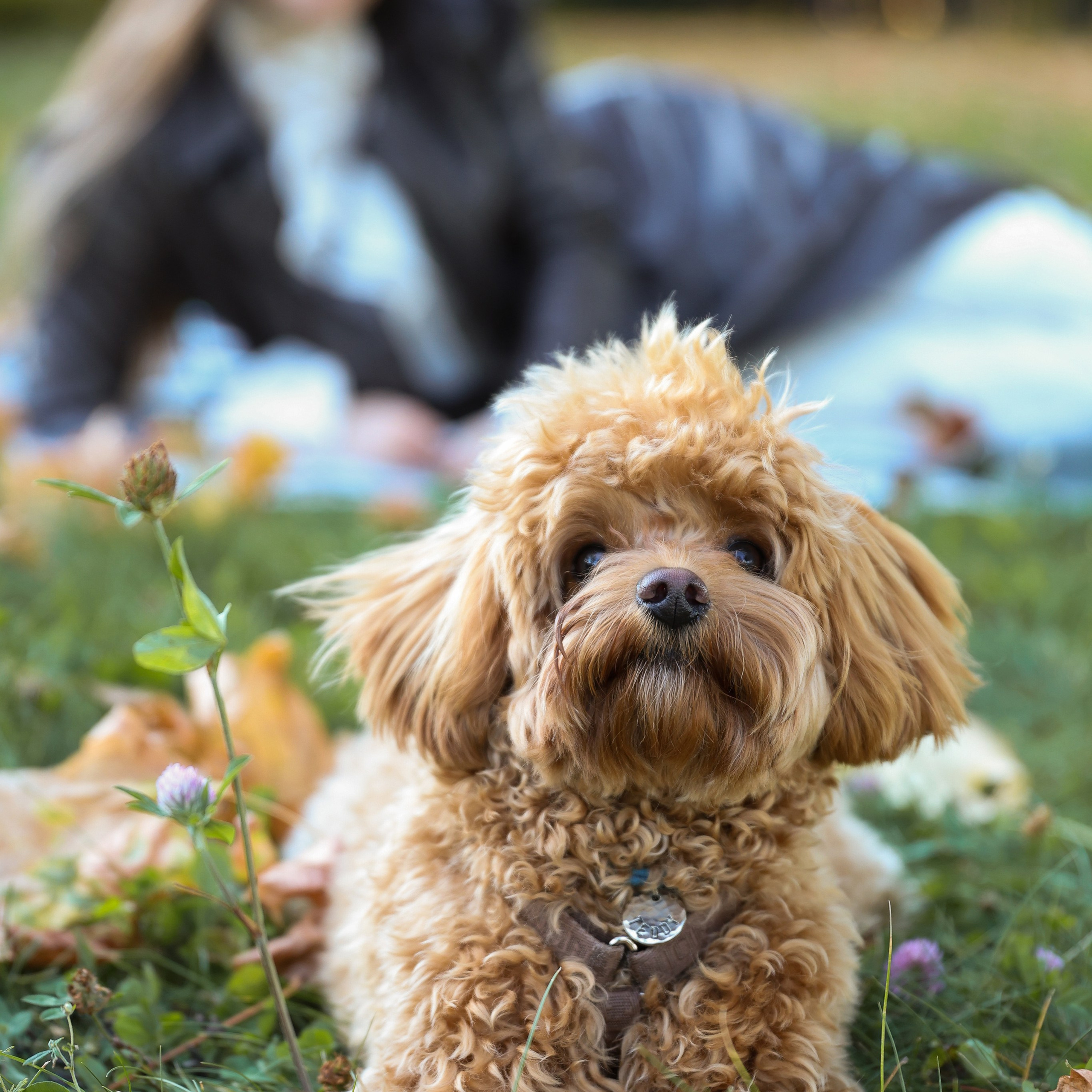 Осенняя фотосессия. Семейный фотограф Елизавета Лопотухина город Москва