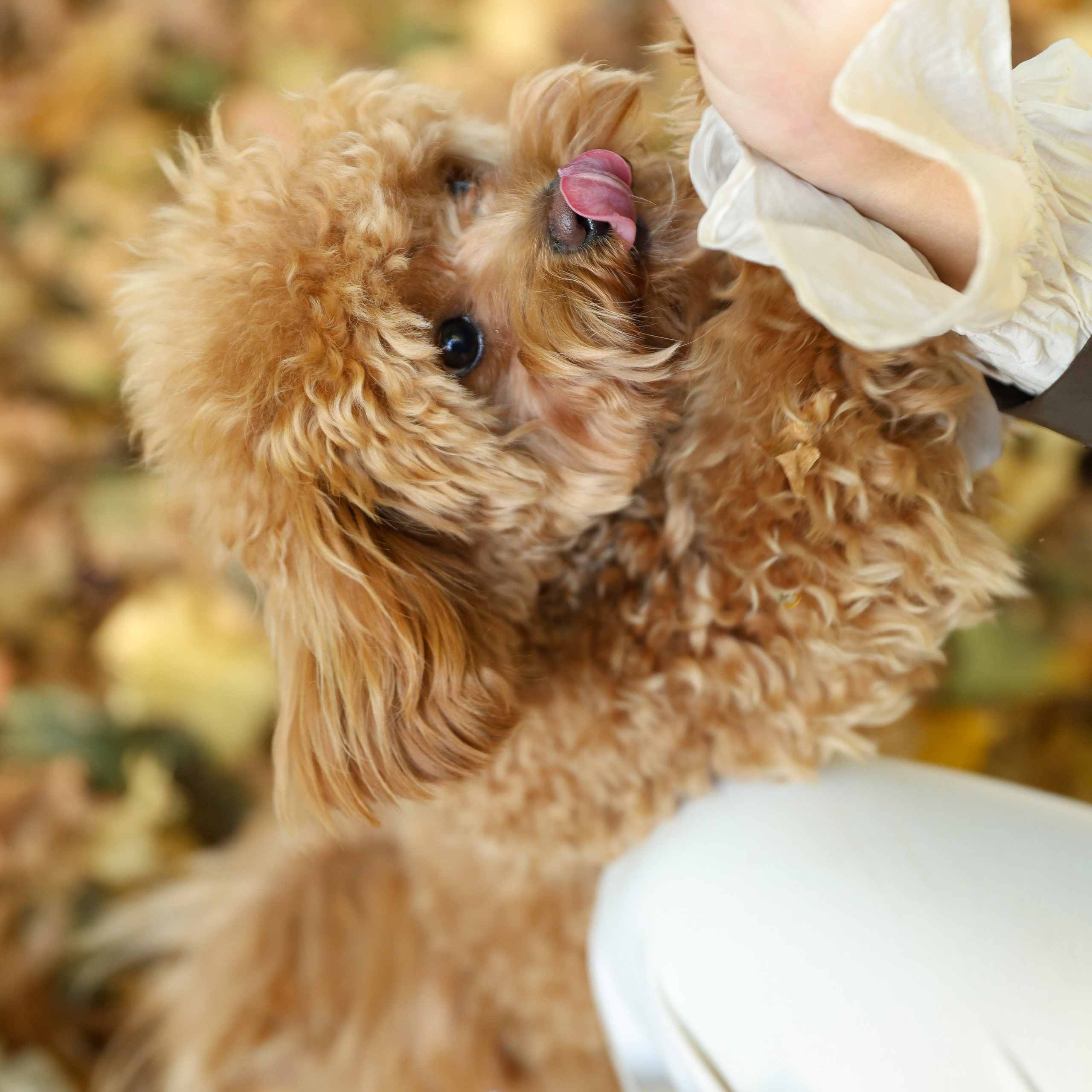 Осенняя фотосессия. Семейный фотограф Елизавета Лопотухина город Москва