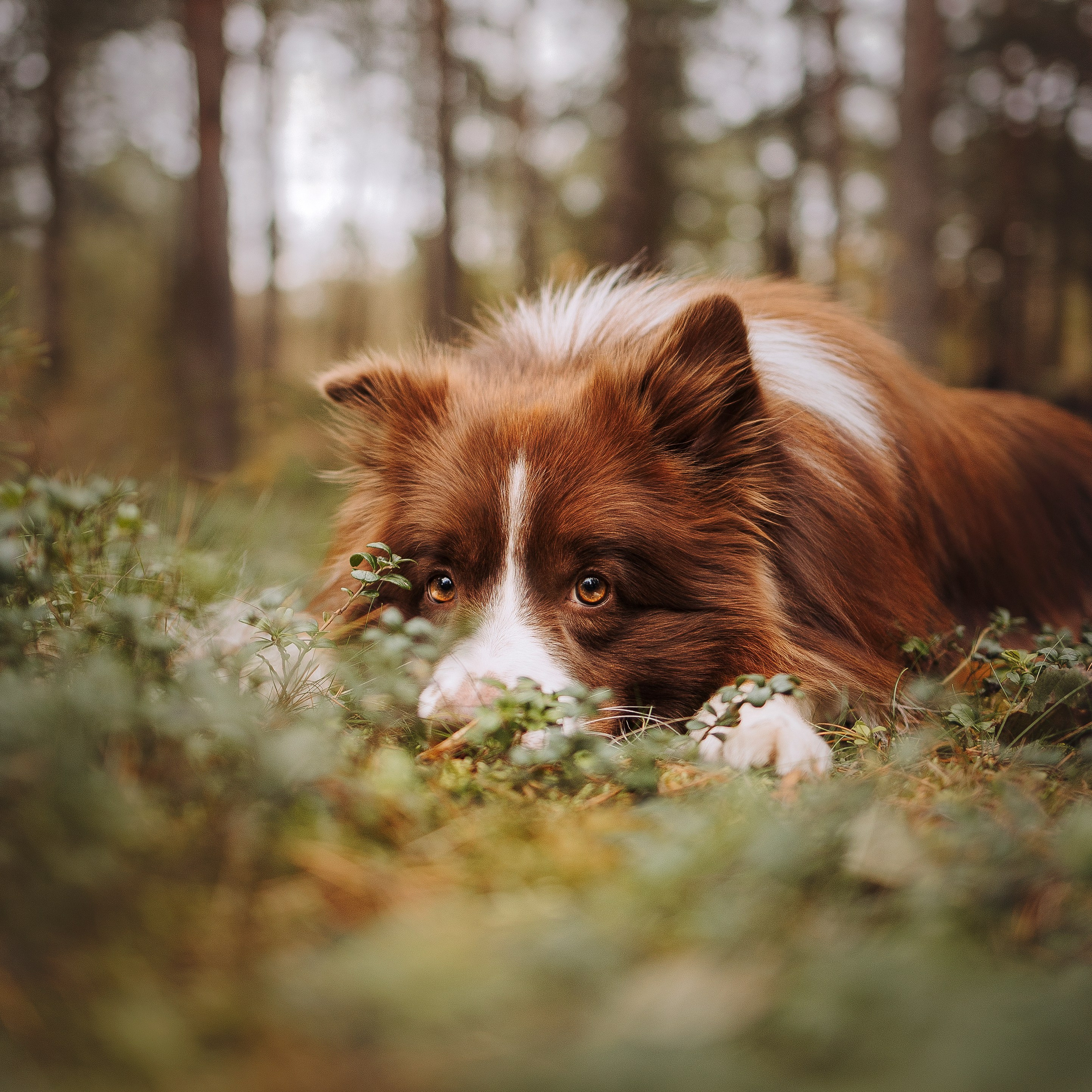 Отзывы. Фотограф-анималист в городе Санкт-Петербург — Сергеева Лилия