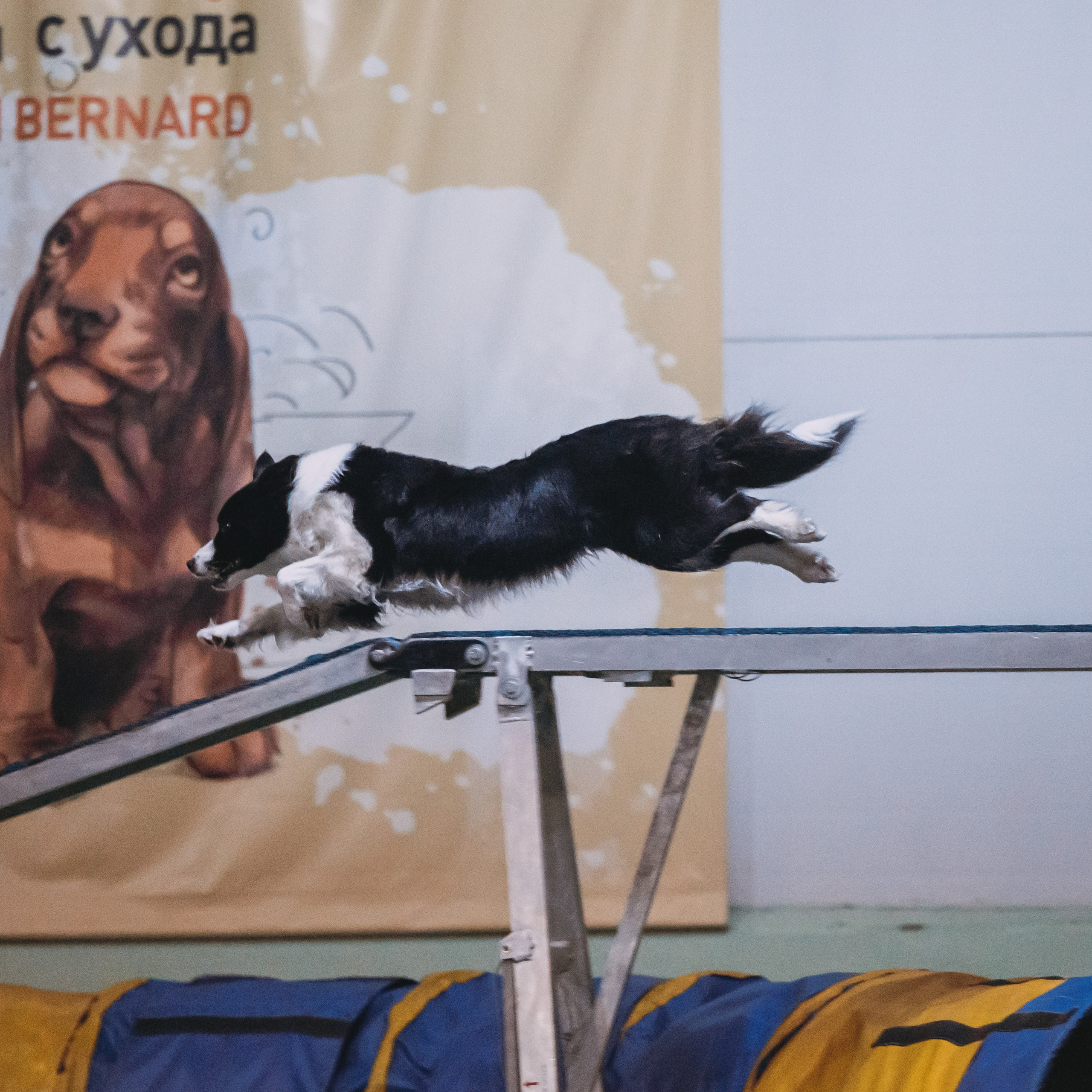 Отзывы. Фотограф-анималист в городе Санкт-Петербург — Сергеева Лилия