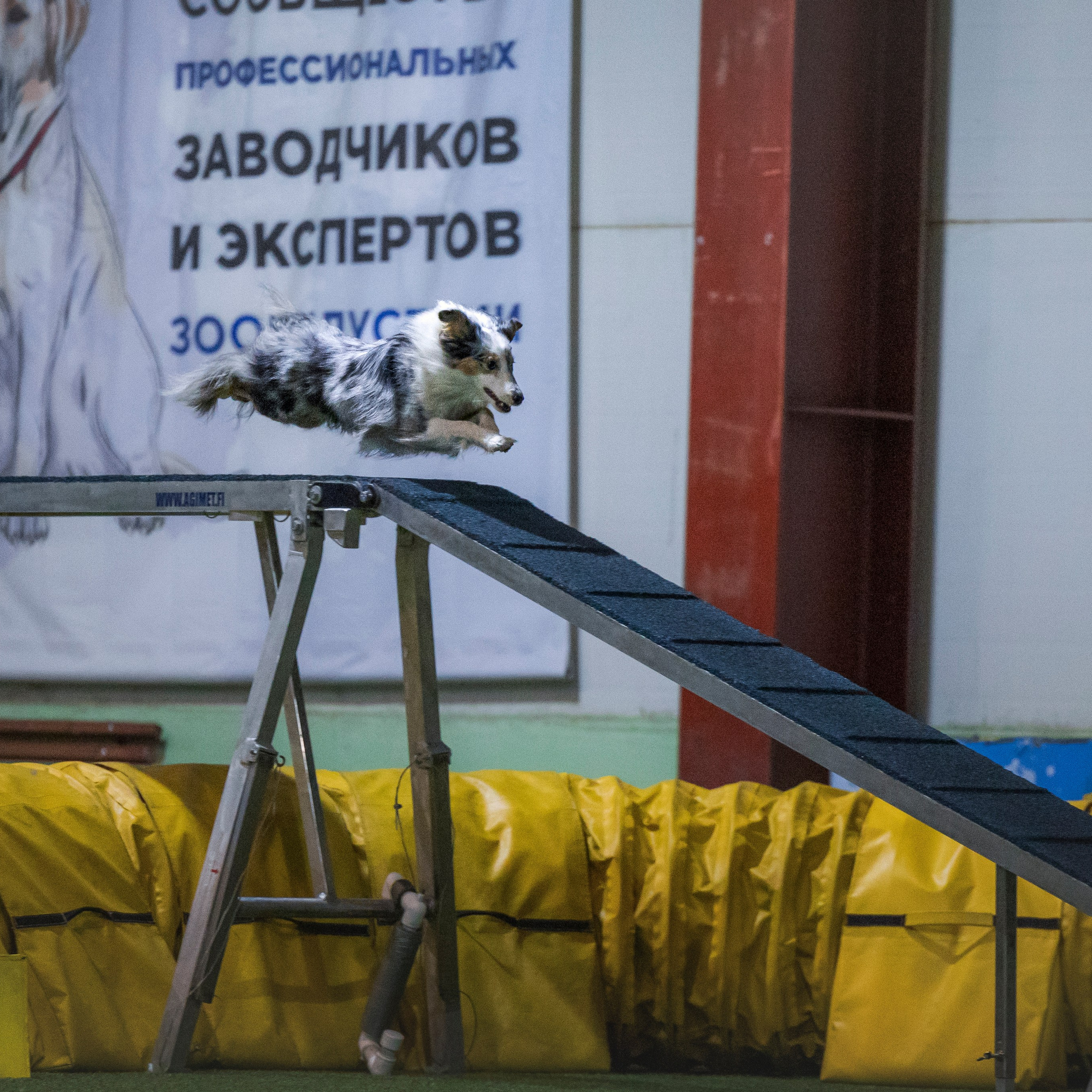 Отзывы. Фотограф-анималист в городе Санкт-Петербург — Сергеева Лилия