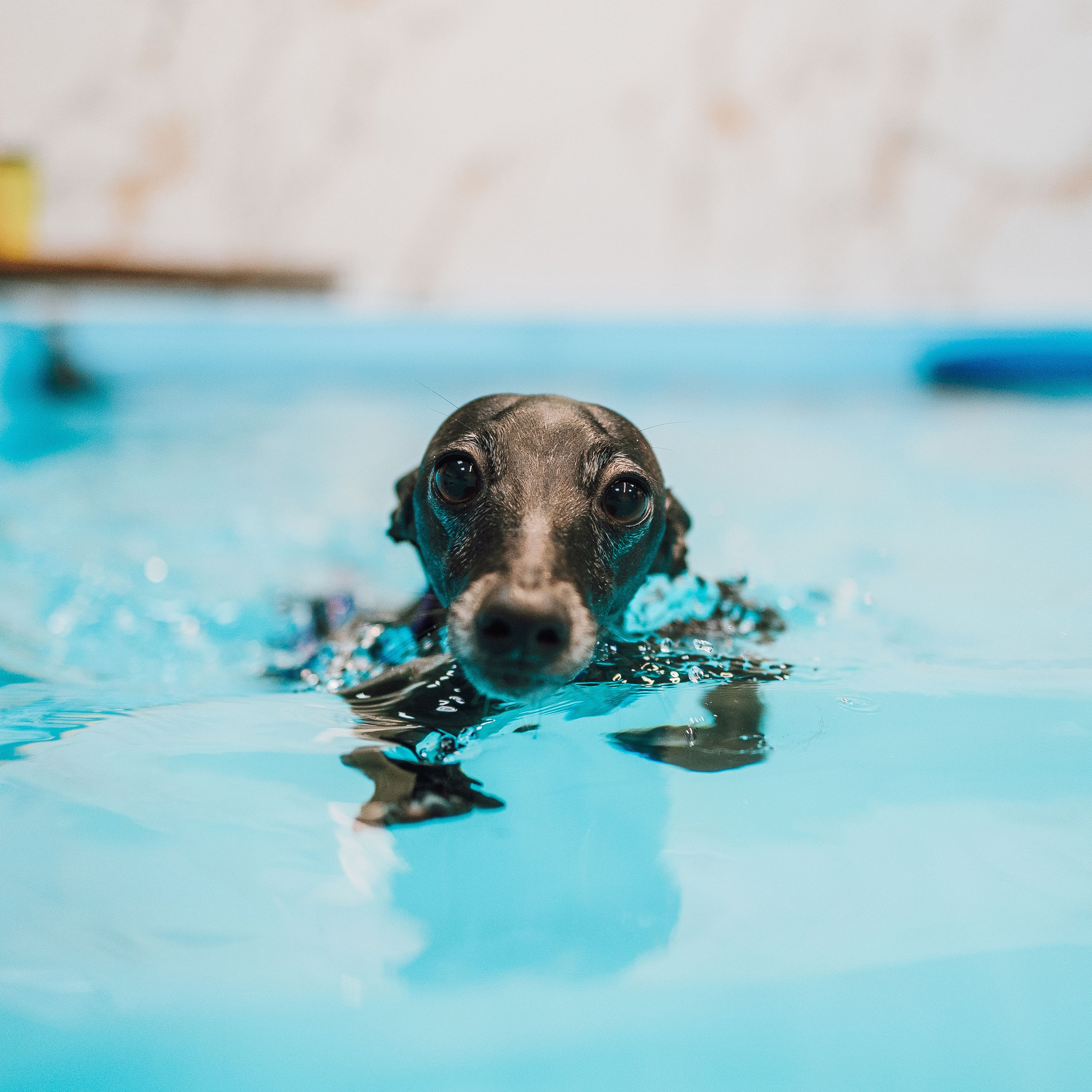 Отзывы. Фотограф-анималист в городе Санкт-Петербург — Сергеева Лилия