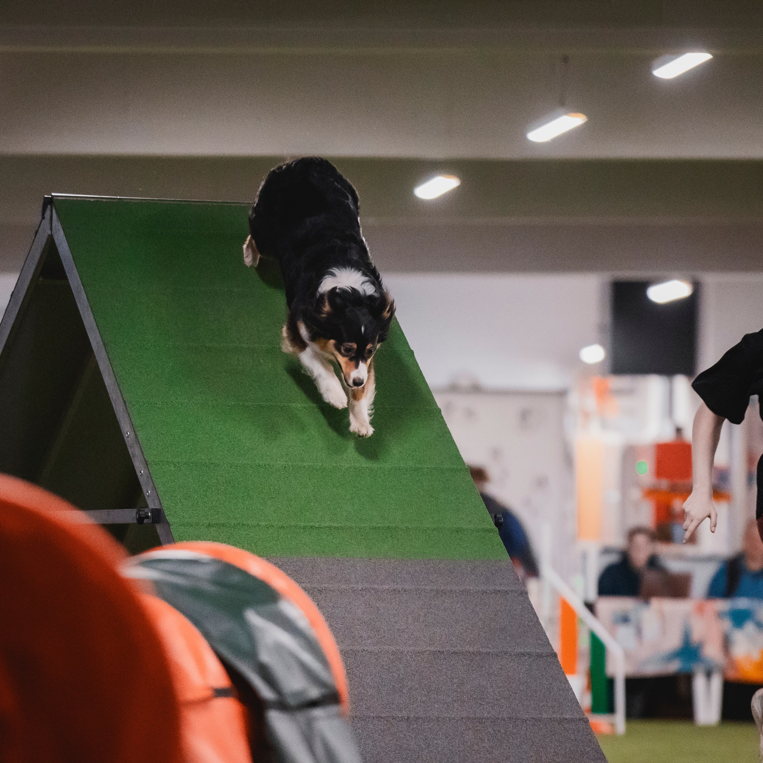 Отзывы. Фотограф-анималист в городе Санкт-Петербург — Сергеева Лилия