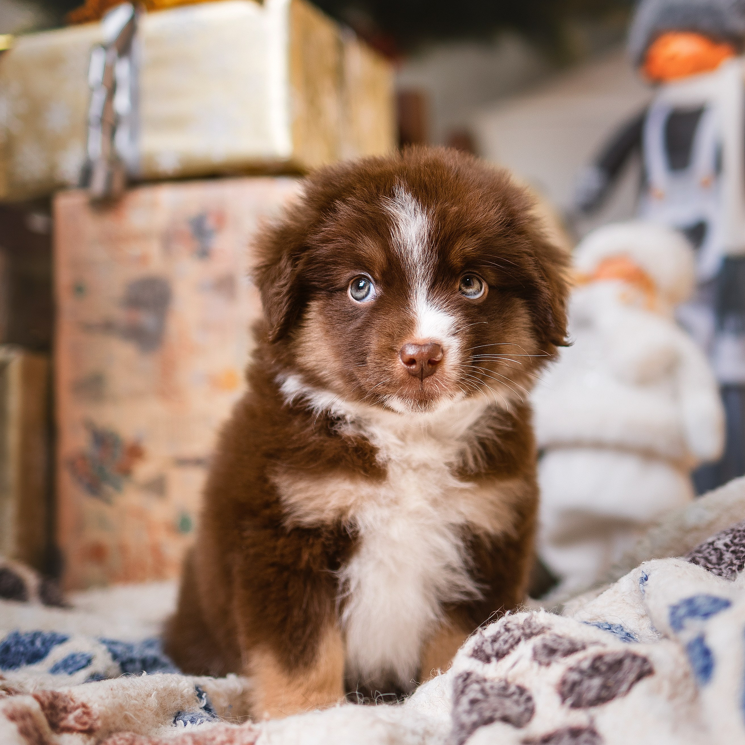 Отзывы. Фотограф-анималист в городе Санкт-Петербург — Сергеева Лилия
