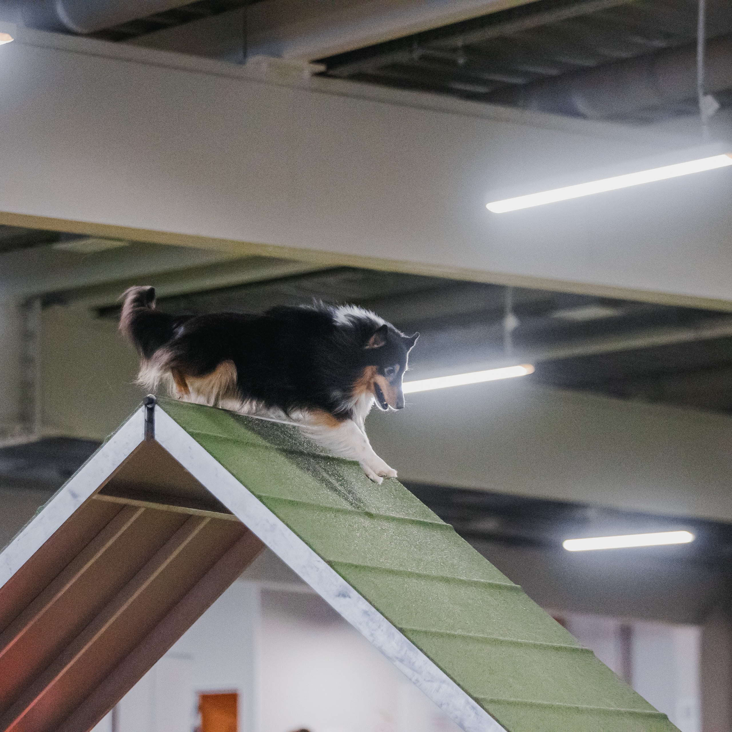 Отзывы. Фотограф-анималист в городе Санкт-Петербург — Сергеева Лилия