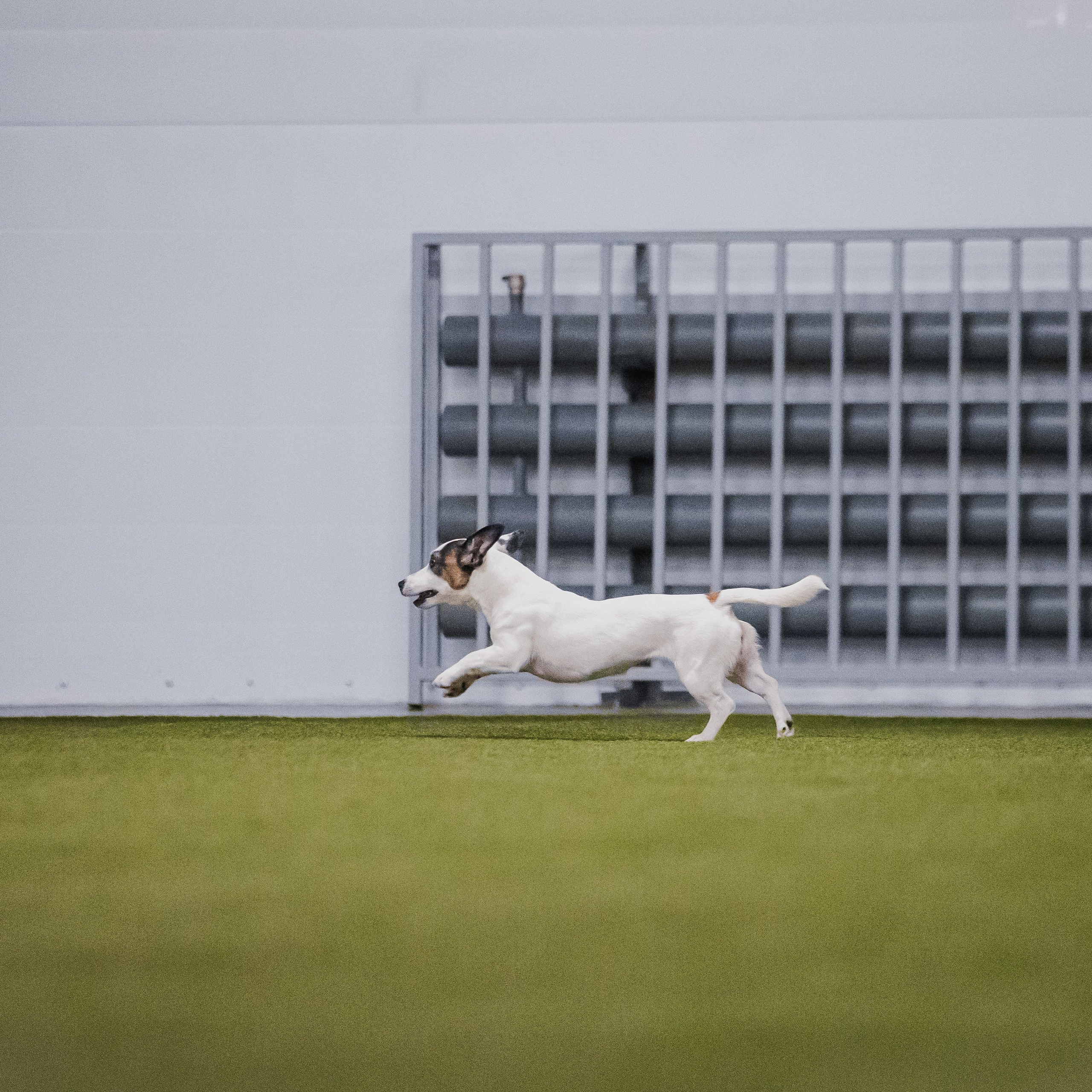 Отзывы. Фотограф-анималист в городе Санкт-Петербург — Сергеева Лилия