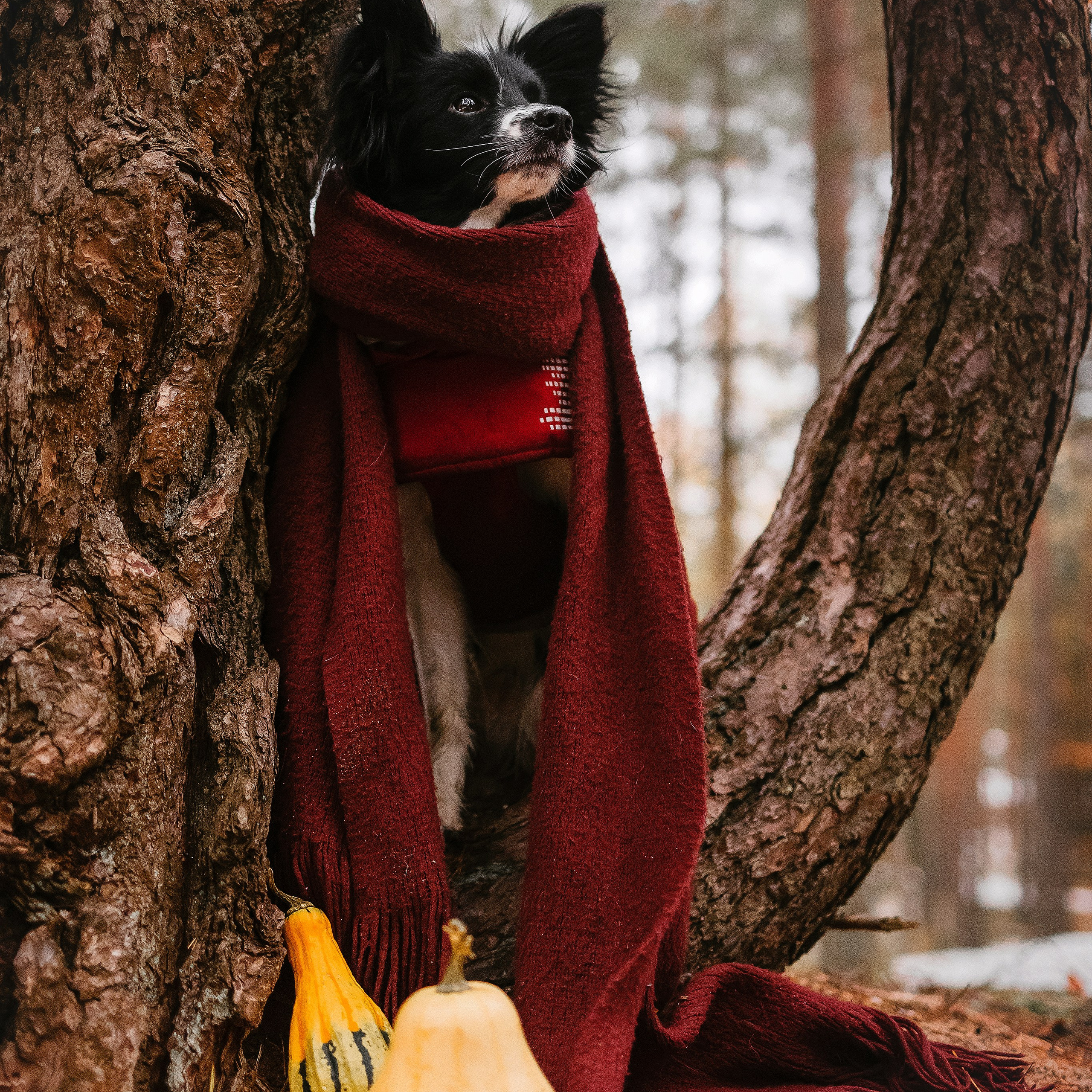 Отзывы. Фотограф-анималист в городе Санкт-Петербург — Сергеева Лилия