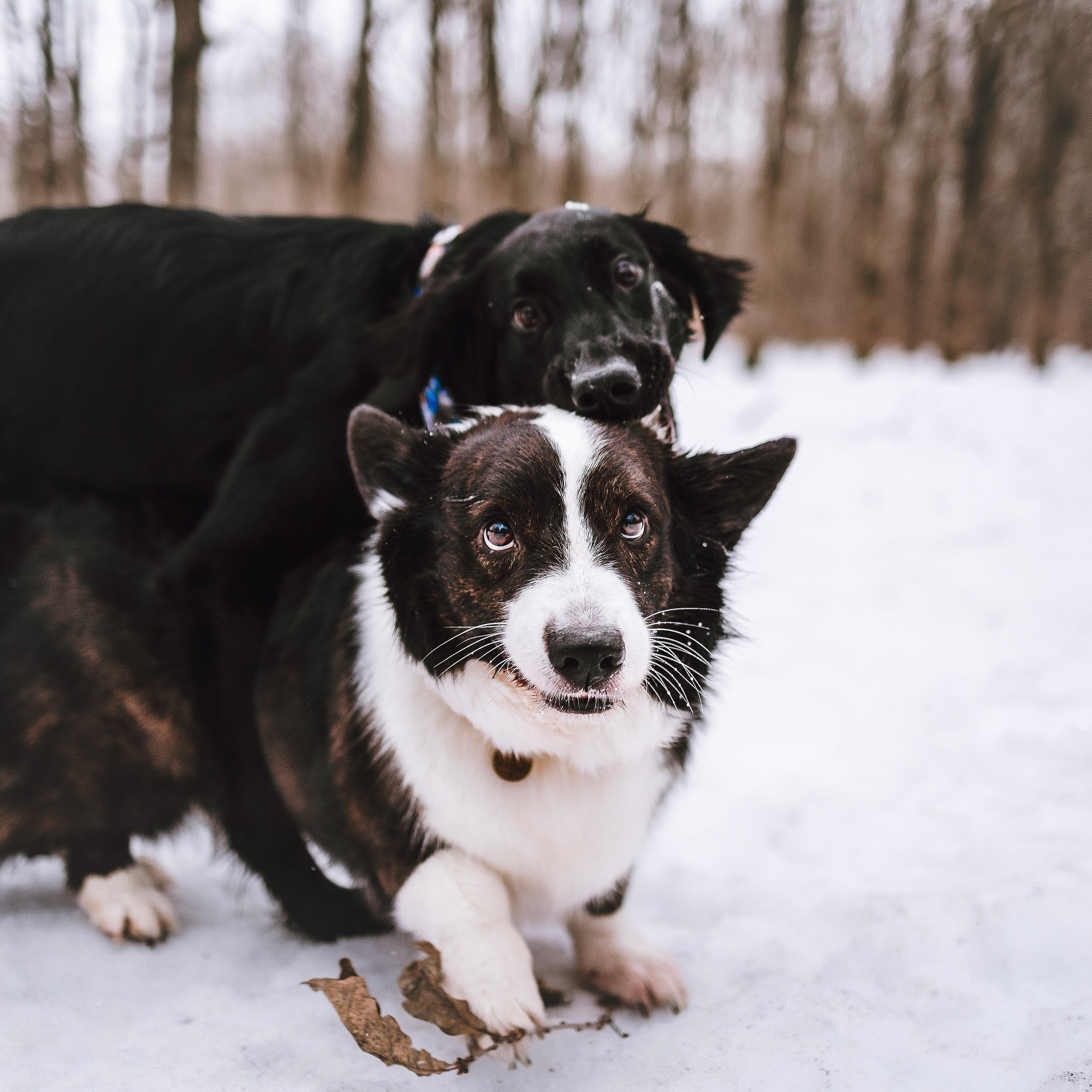Отзывы. Фотограф-анималист в городе Санкт-Петербург — Сергеева Лилия