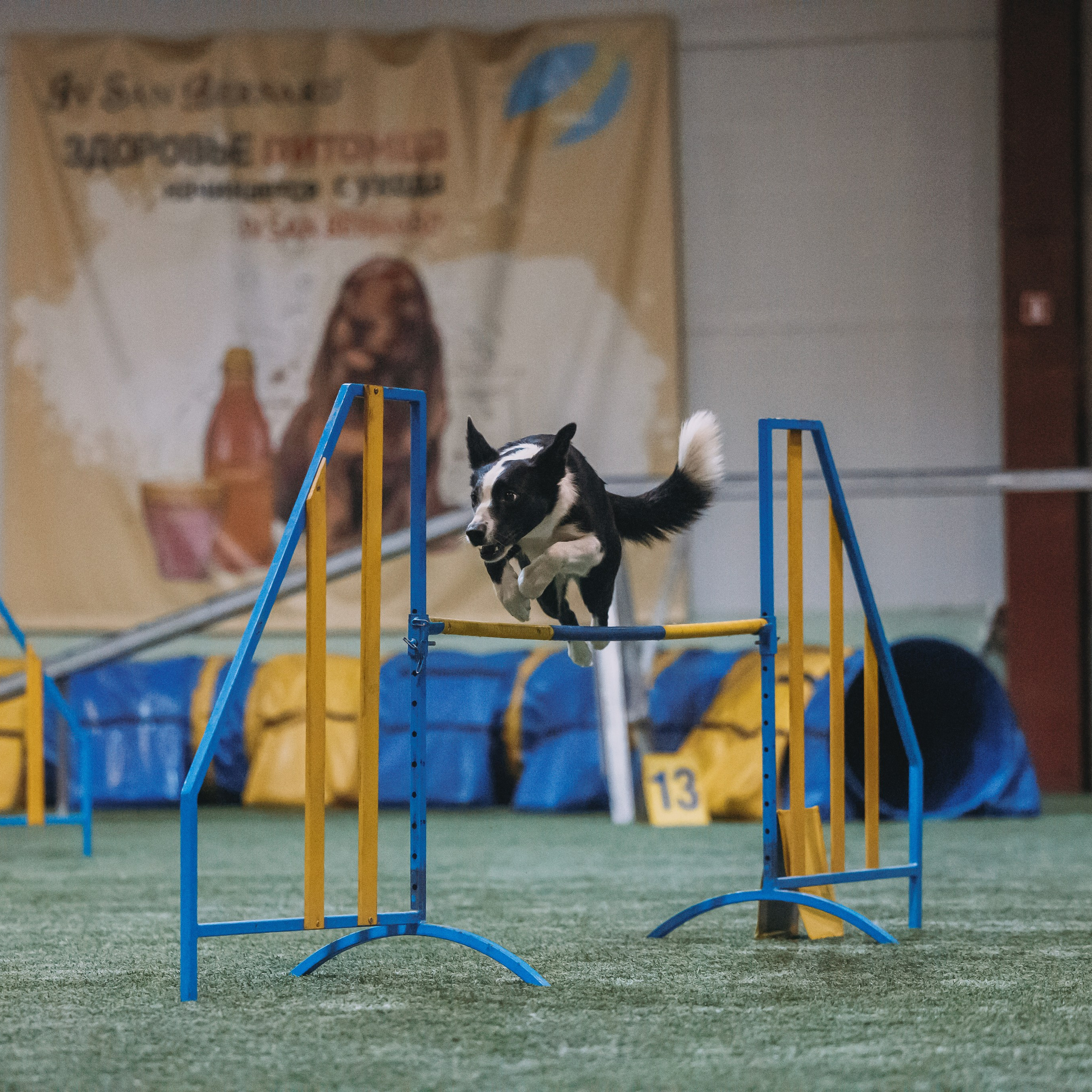 Отзывы. Фотограф-анималист в городе Санкт-Петербург — Сергеева Лилия