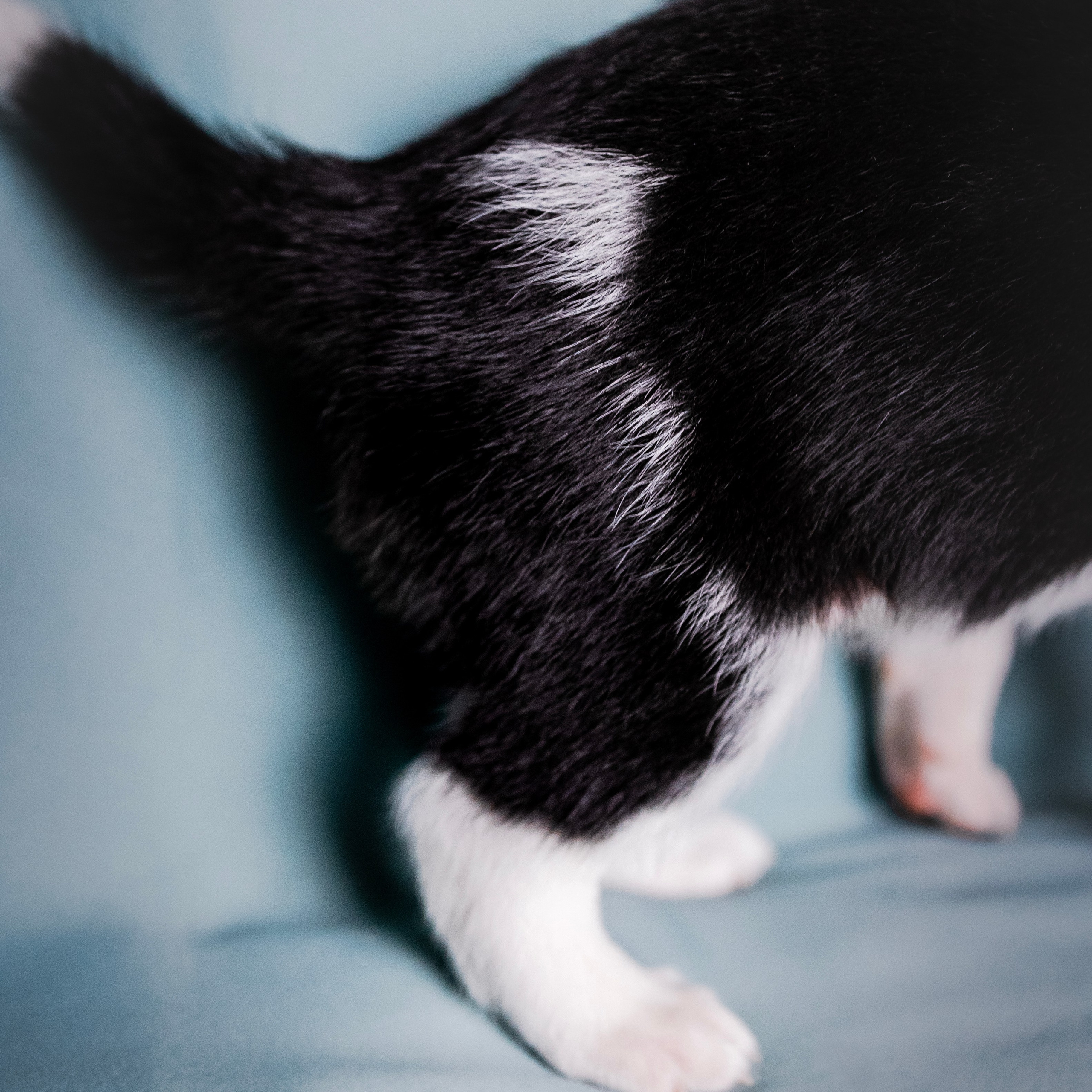 Отзывы. Фотограф-анималист в городе Санкт-Петербург — Сергеева Лилия