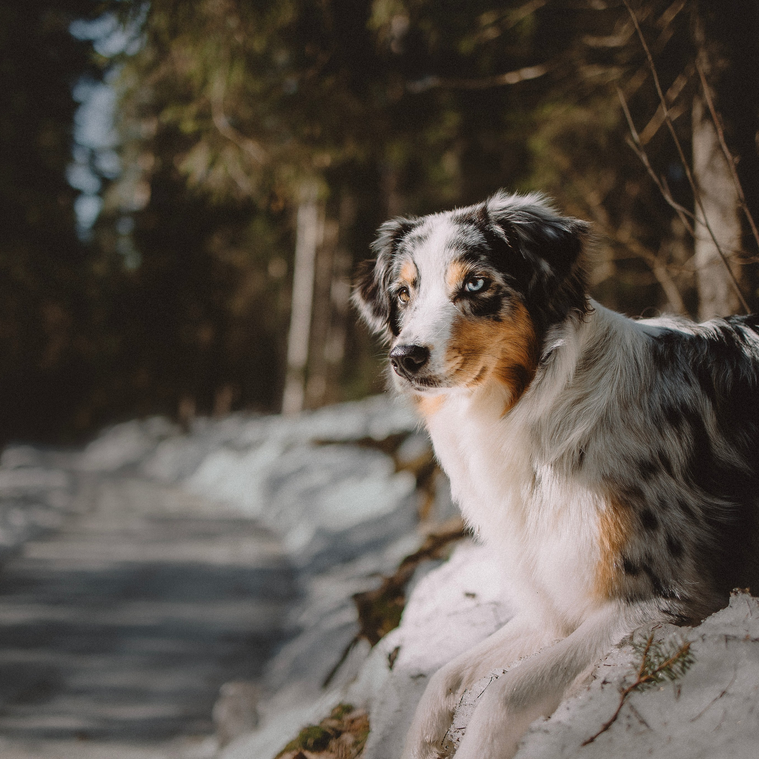 Отзывы. Фотограф-анималист в городе Санкт-Петербург — Сергеева Лилия