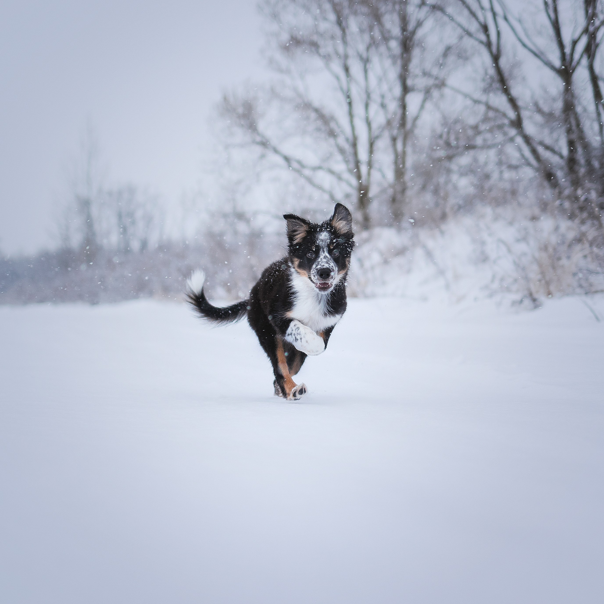 Отзывы. Фотограф-анималист в городе Санкт-Петербург — Сергеева Лилия