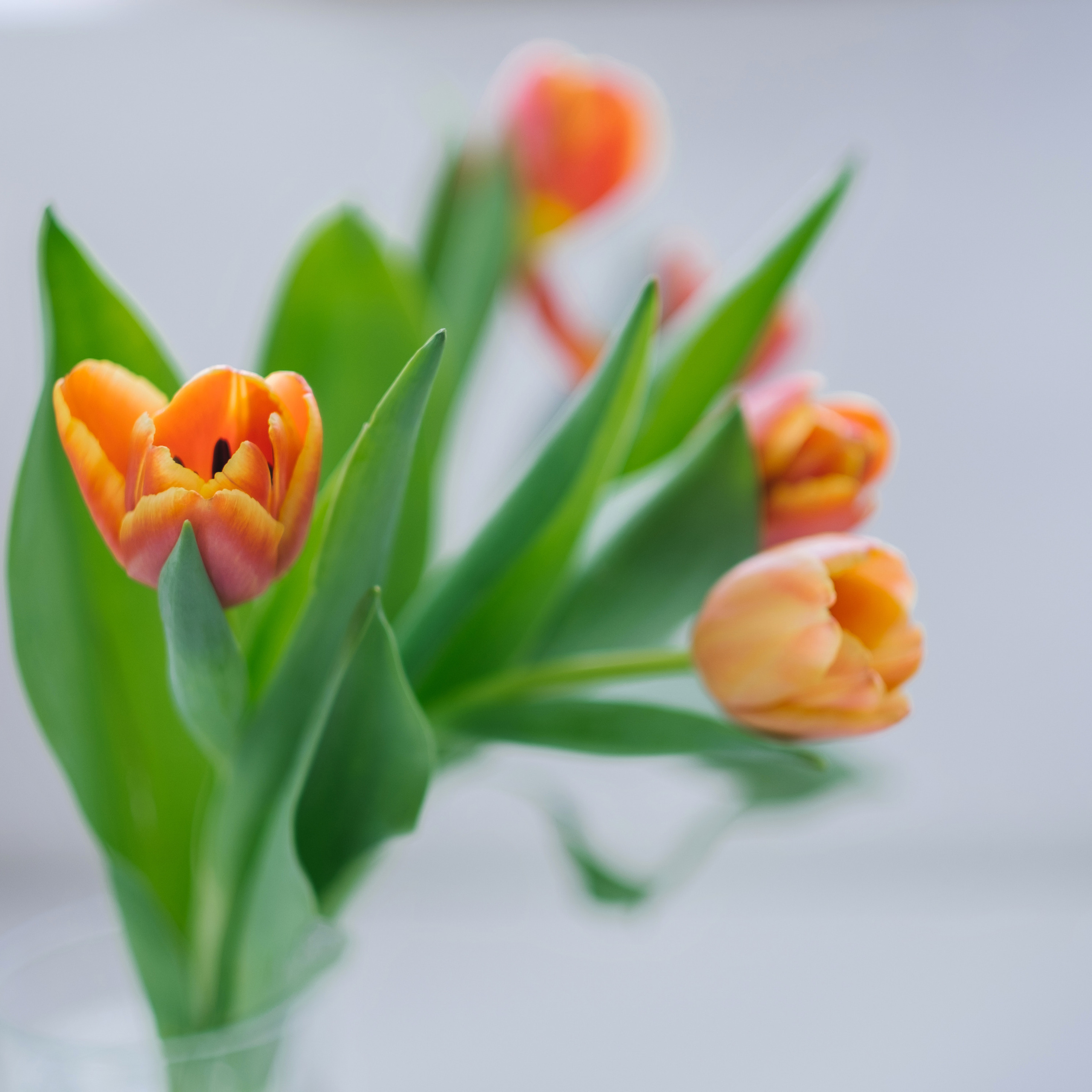 Отзывы. Выпускные альбомы в Уфе и Республике Башкортостан