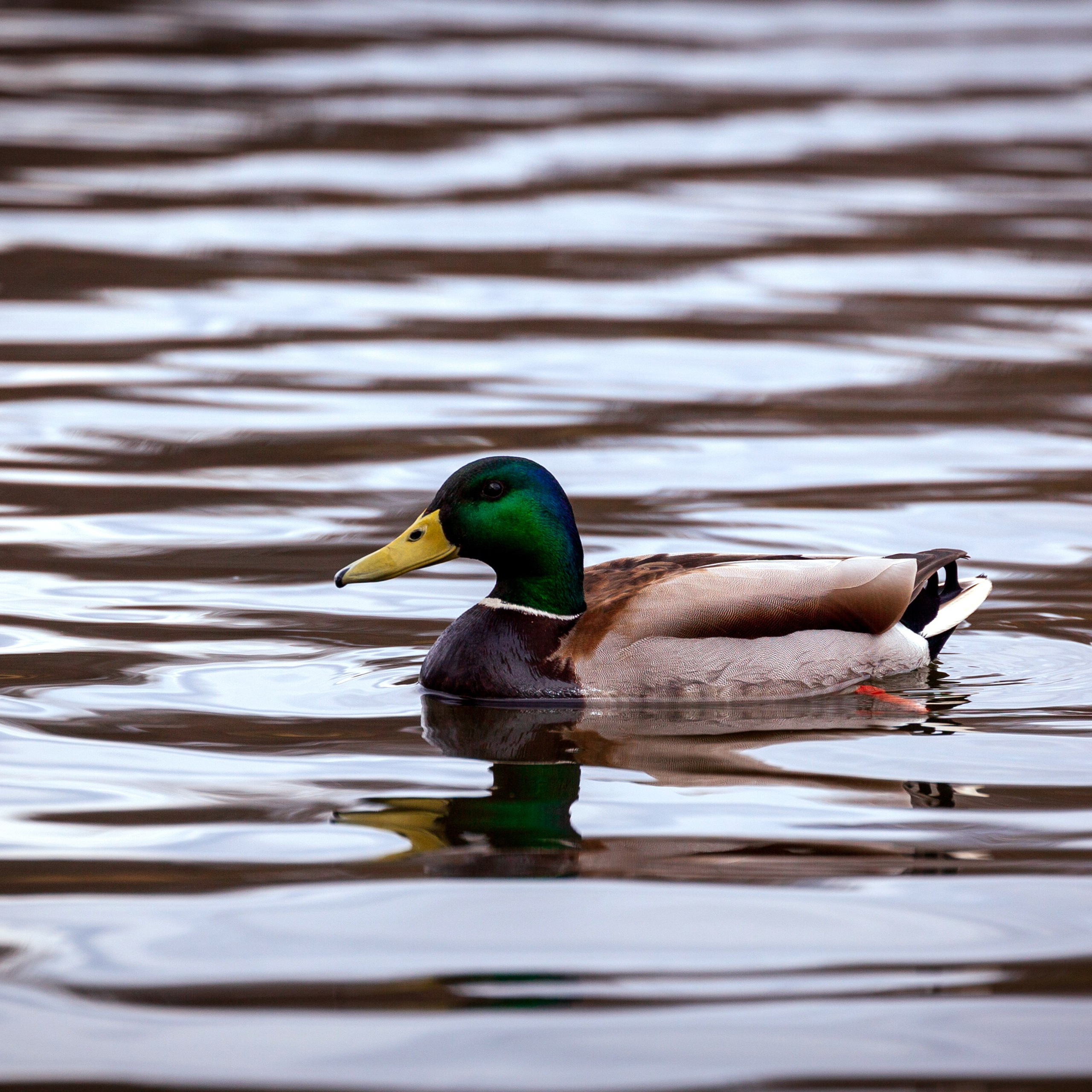 Кондкуи. Фотограф Артём Парамонов